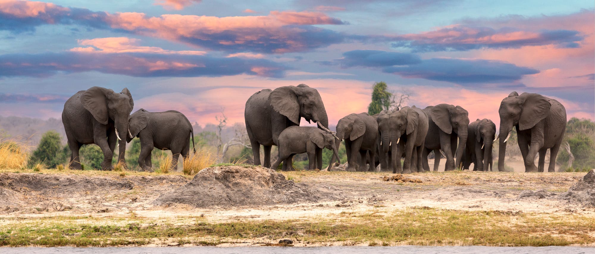 Elefantenherde in Afrika