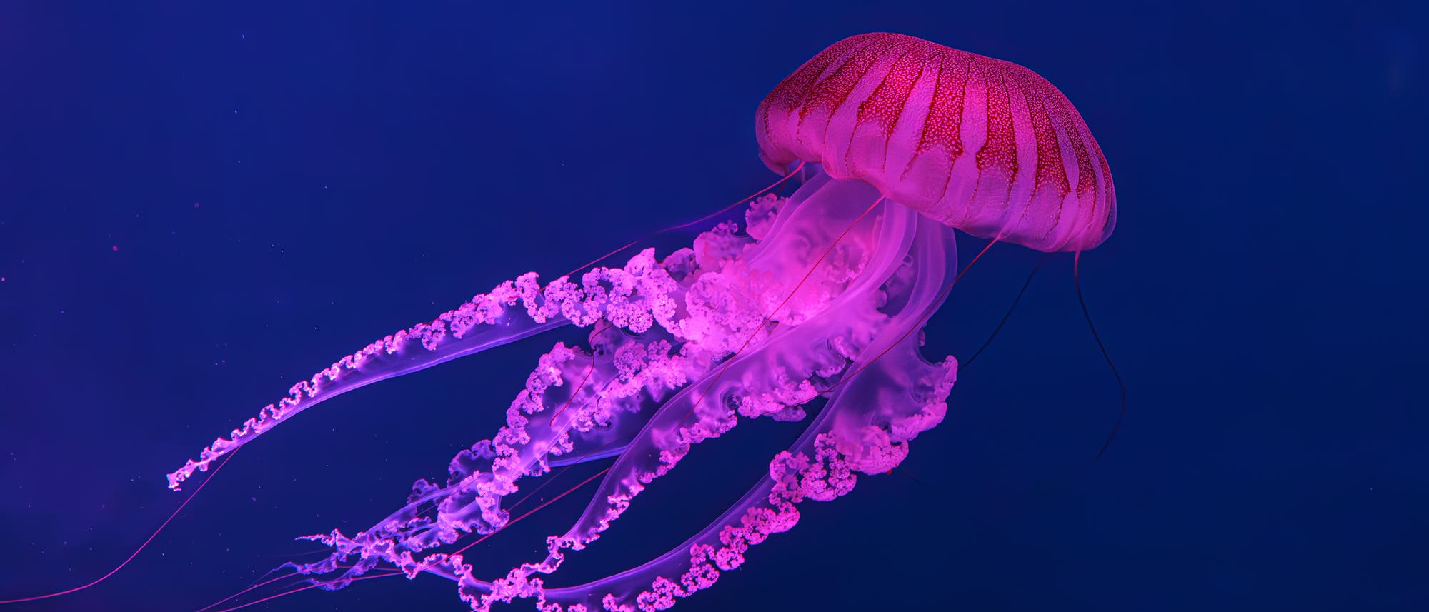 Südamerikanische Brennnesselqualle in einem Aquarium, rosa fluoreszierend