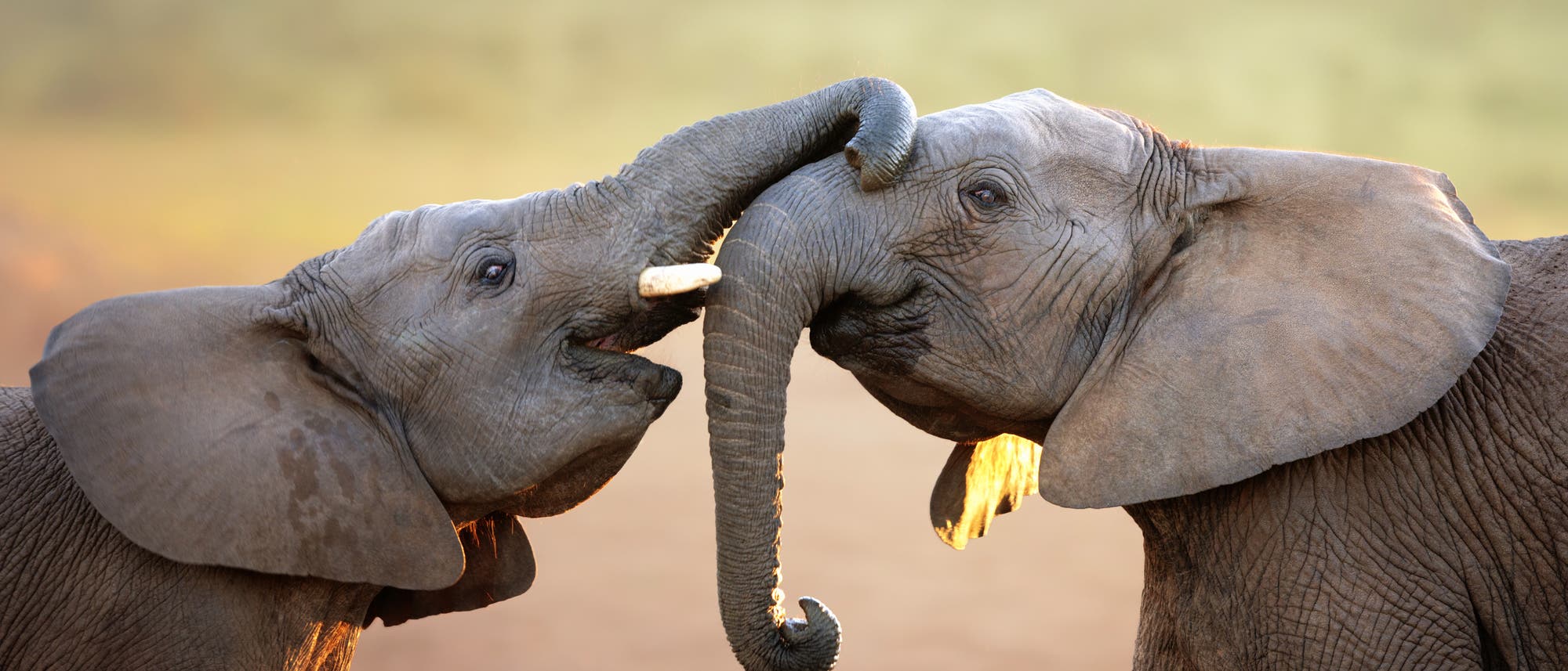 Zwei afrikanische Elefanten (Loxodonta africana) begr&uuml;&szlig;en sich.