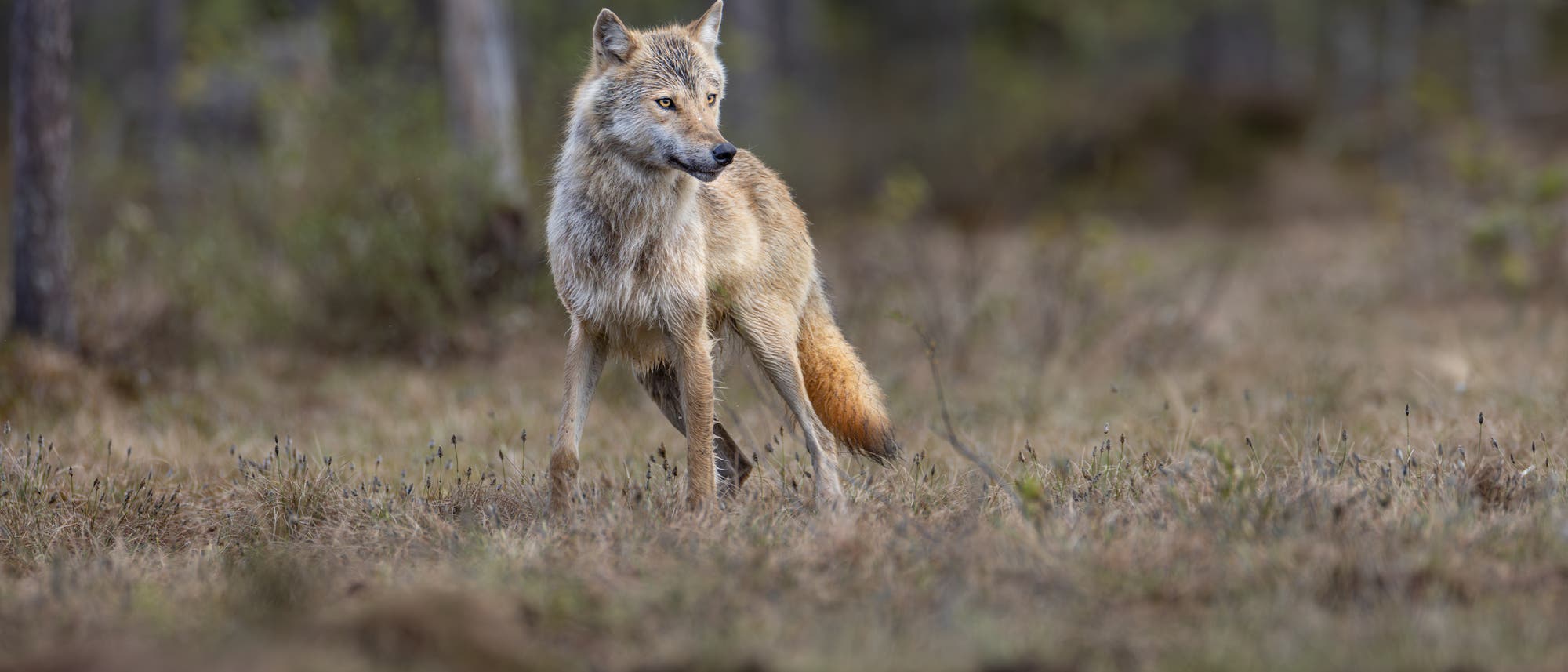 Ein Wolf steht aufmerksam in einer nat&uuml;rlichen Waldlandschaft. Der Hintergrund zeigt unscharfe B&auml;ume und Vegetation, die eine ruhige, wilde Umgebung andeuten. Der Wolf blickt zur Seite, was auf Wachsamkeit oder Neugier schlie&szlig;en l&auml;sst. Die Szene vermittelt ein Gef&uuml;hl von Freiheit und Naturverbundenheit.