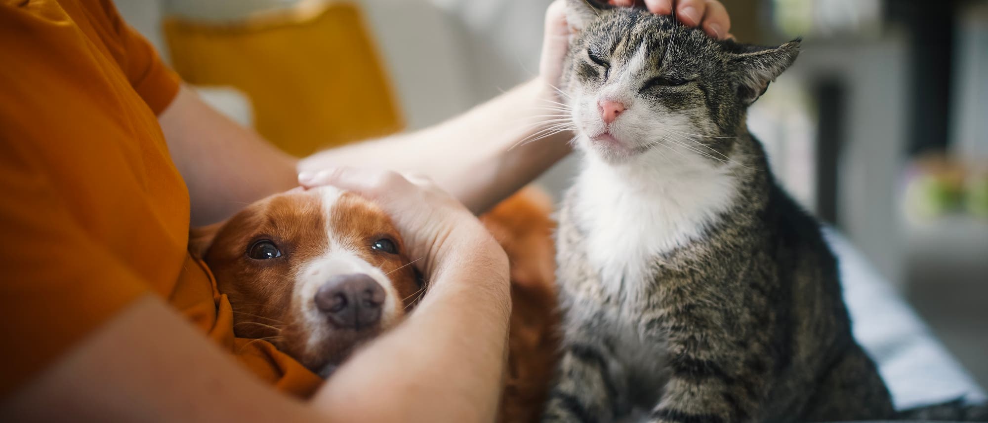Eine Person sitzt auf einem Sofa und streichelt einen Hund und eine Katze. Der Hund liegt entspannt im Schoß der Person, während die Katze neben dem Hund sitzt und die Berührung genießt. Die Szene vermittelt ein Gefühl von Ruhe und Zuneigung. Im Hintergrund ist ein verschwommenes Wohnzimmer zu sehen. Eine Person sitzt auf einem Sofa und streichelt einen Hund und eine Katze. Der Hund liegt entspannt im Schoß der Person, während die Katze neben dem Hund sitzt und die Berührung genießt. Die Szene vermittelt ein Gefühl von Ruhe und Zuneigung. Im Hintergrund ist ein verschwommenes Wohnzimmer zu sehen.