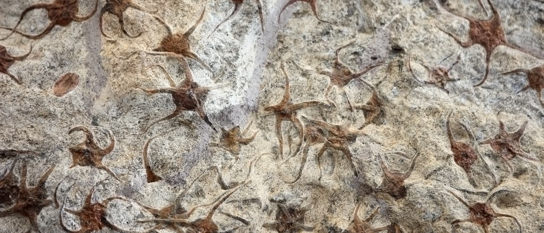 Eine Nahaufnahme einer Felsoberfl&auml;che mit zahlreichen fossilen Abdr&uuml;cken von Seesternen. Die Abdr&uuml;cke sind sternf&ouml;rmig und in unregelm&auml;&szlig;igen Abst&auml;nden &uuml;ber die graue, steinige Oberfl&auml;che verteilt. Die Fossilien sind in einem r&ouml;tlich-braunen Farbton gehalten, der sich vom umgebenden Gestein abhebt.