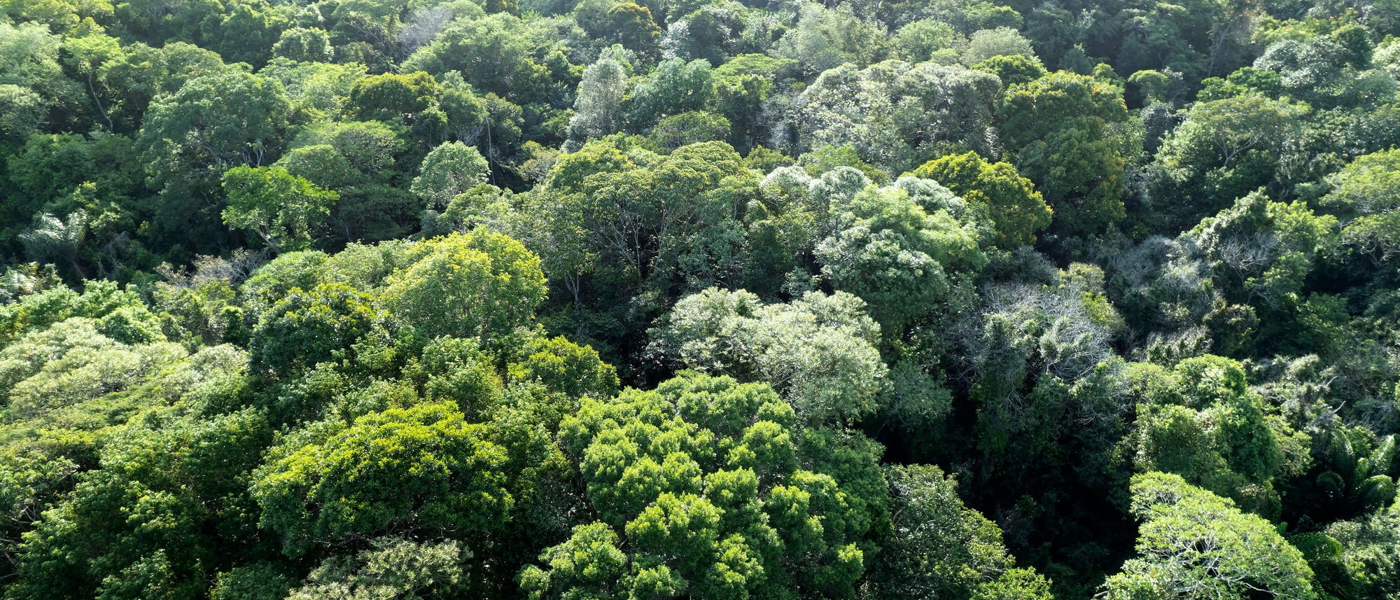 Luftaufnahme des dichten, grünen Regenwaldes mit üppigem Blätterdach auf Mosqueiro Island, Brasilien. Die Baumkronen variieren in verschiedenen Grüntönen und bilden eine dichte, durchgehende Decke ohne sichtbaren Wege oder Lichtungen. Luftaufnahme des dichten, grünen Regenwaldes mit üppigem Blätterdach auf Mosqueiro Island, Brasilien. Die Baumkronen variieren in verschiedenen Grüntönen und bilden eine dichte, durchgehende Decke ohne sichtbaren Wege oder Lichtungen.