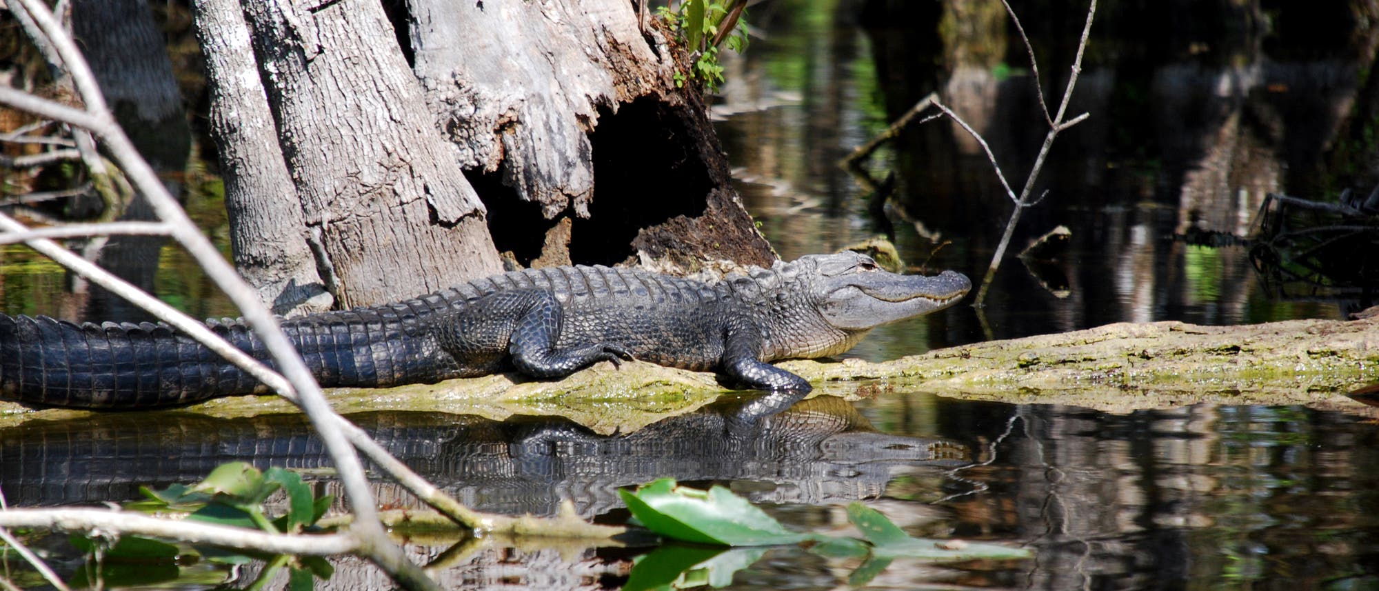 Ein Alligator liegt auf einem Baumstamm in einem Sumpfgebiet, umgeben von Wasser und Vegetation. Die Sonne scheint auf den Alligator, wodurch seine schuppige Haut deutlich sichtbar wird. Im Hintergrund sind Bäume und reflektiertes Licht auf dem Wasser zu sehen.