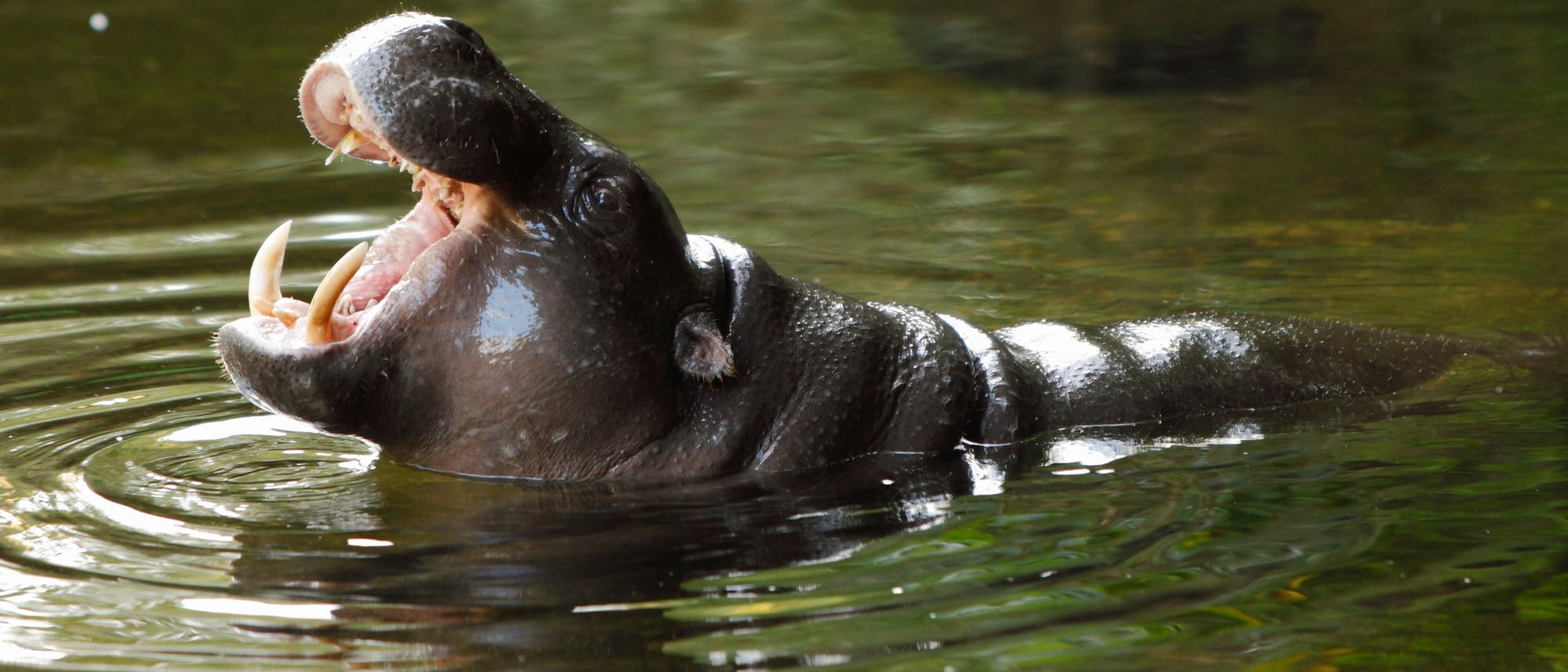 Ein graubraunes Zwergflusspferd reißt herzhaft das Maul auf, so dass die rosige Schleimhaut sowie die spitzen Eckzähne zu sehen sind. Das Tier steht halb bedeckt im Wasser, der Kopf ragt ganz daraus hervor. Um den Körper des Tieres breiten sich kleine konzentrische Wellen im Wasser aus.