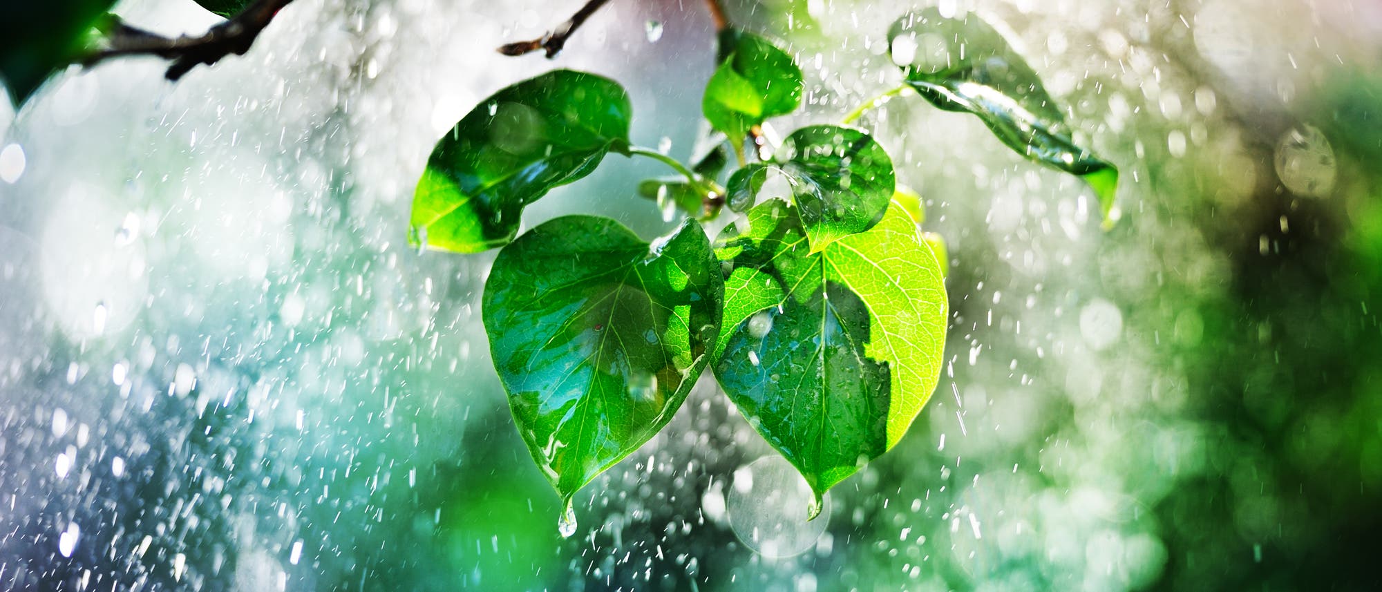 Ein Zweig mit grünen Blättern, die von Regentropfen benetzt sind. Im Hintergrund sind unscharfe Lichtreflexionen und fallende Regentropfen zu sehen. Ein Zweig mit grünen Blättern, die von Regentropfen benetzt sind. Im Hintergrund sind unscharfe Lichtreflexionen und fallende Regentropfen zu sehen.