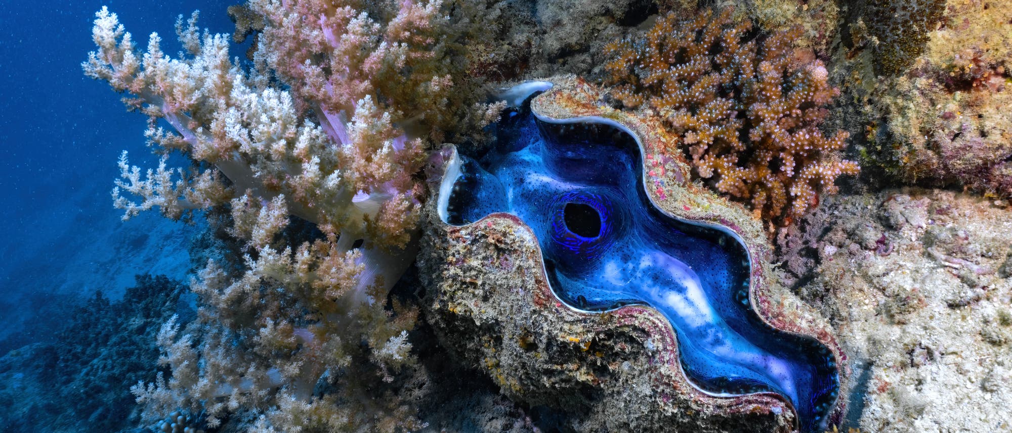 Eine riesige Muschel im Great Barrier Reef