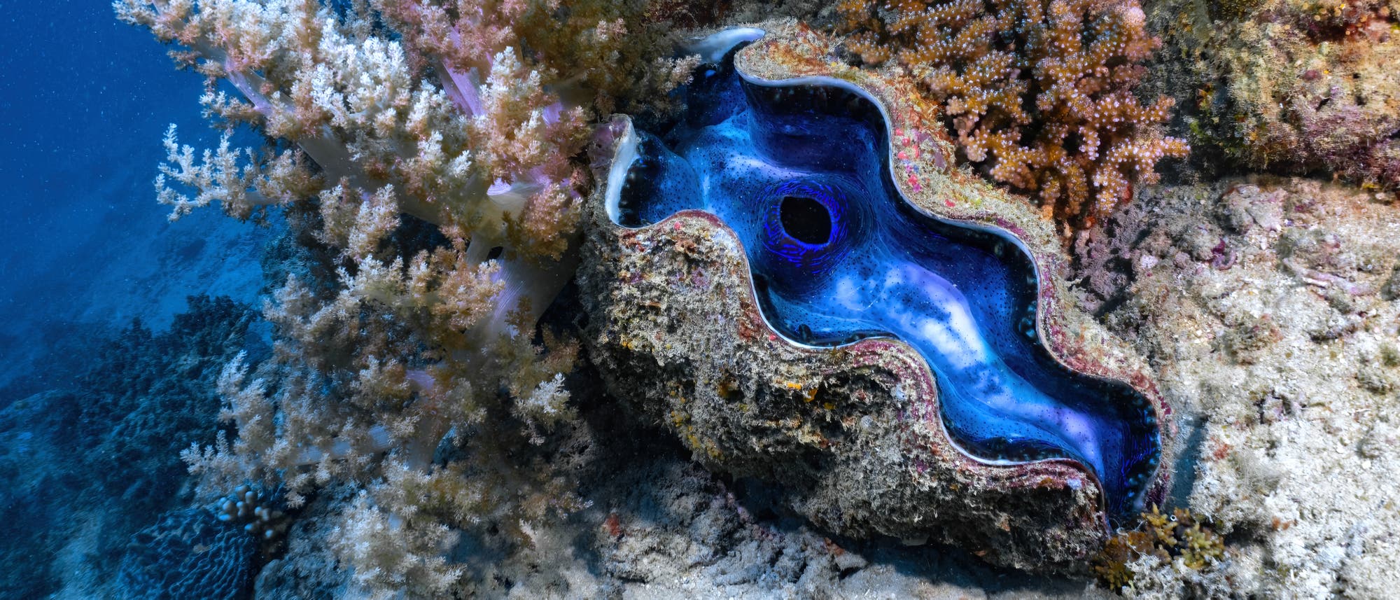 Eine riesige Muschel im Great Barrier Reef