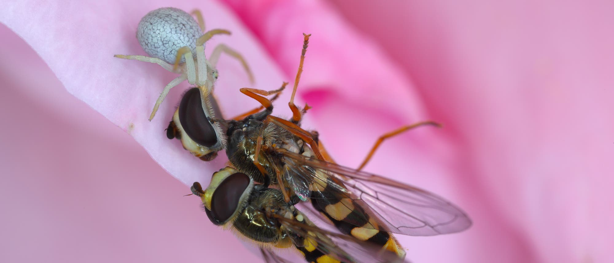 Eine Spinne tötet das Weibchen von zwei Schwebfliegen, die sich gerade auf einem rosafarbenen Blatt gepaart haben