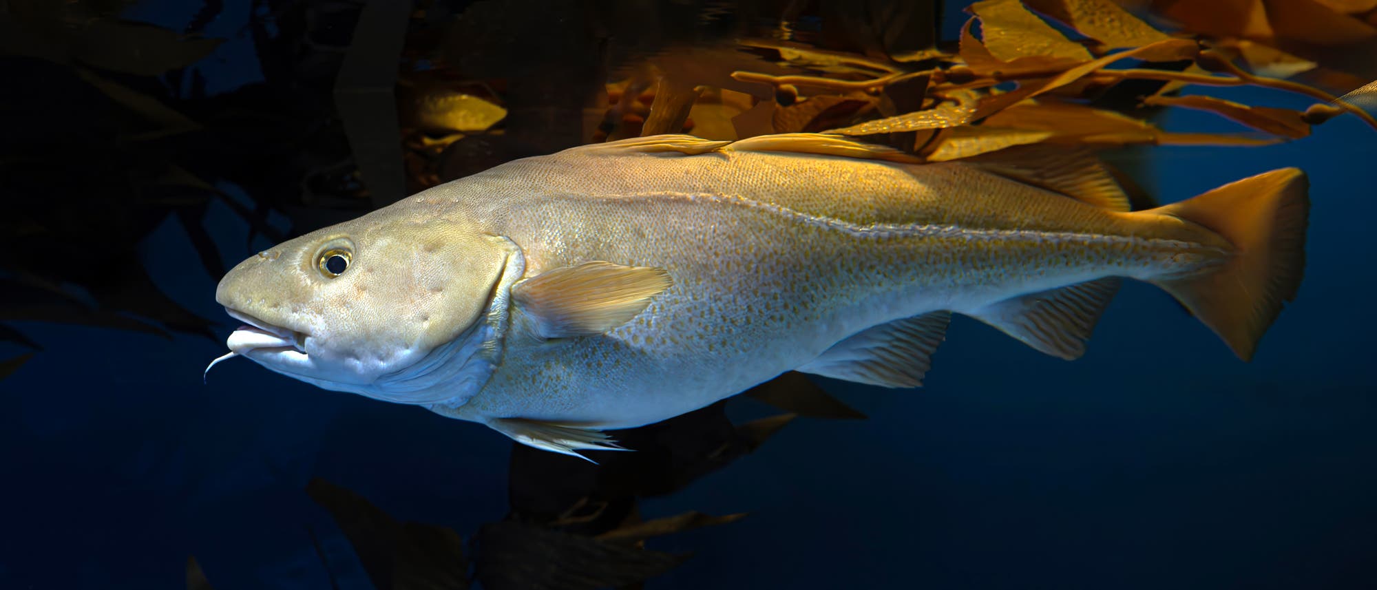 Ein großer Kabeljau schwimmt in einem dunklen, blauen Ozean, umgeben von braunen Algen. Der Fisch ist gut beleuchtet, was seine glatte, silbrig-graue Haut und die markanten Flossen hervorhebt. Im Hintergrund sind die Algenblätter detailliert sichtbar, die eine natürliche Umgebung schaffen. Ein großer Kabeljau schwimmt in einem dunklen, blauen Ozean, umgeben von braunen Algen. Der Fisch ist gut beleuchtet, was seine glatte, silbrig-graue Haut und die markanten Flossen hervorhebt. Im Hintergrund sind die Algenblätter detailliert sichtbar, die eine natürliche Umgebung schaffen.