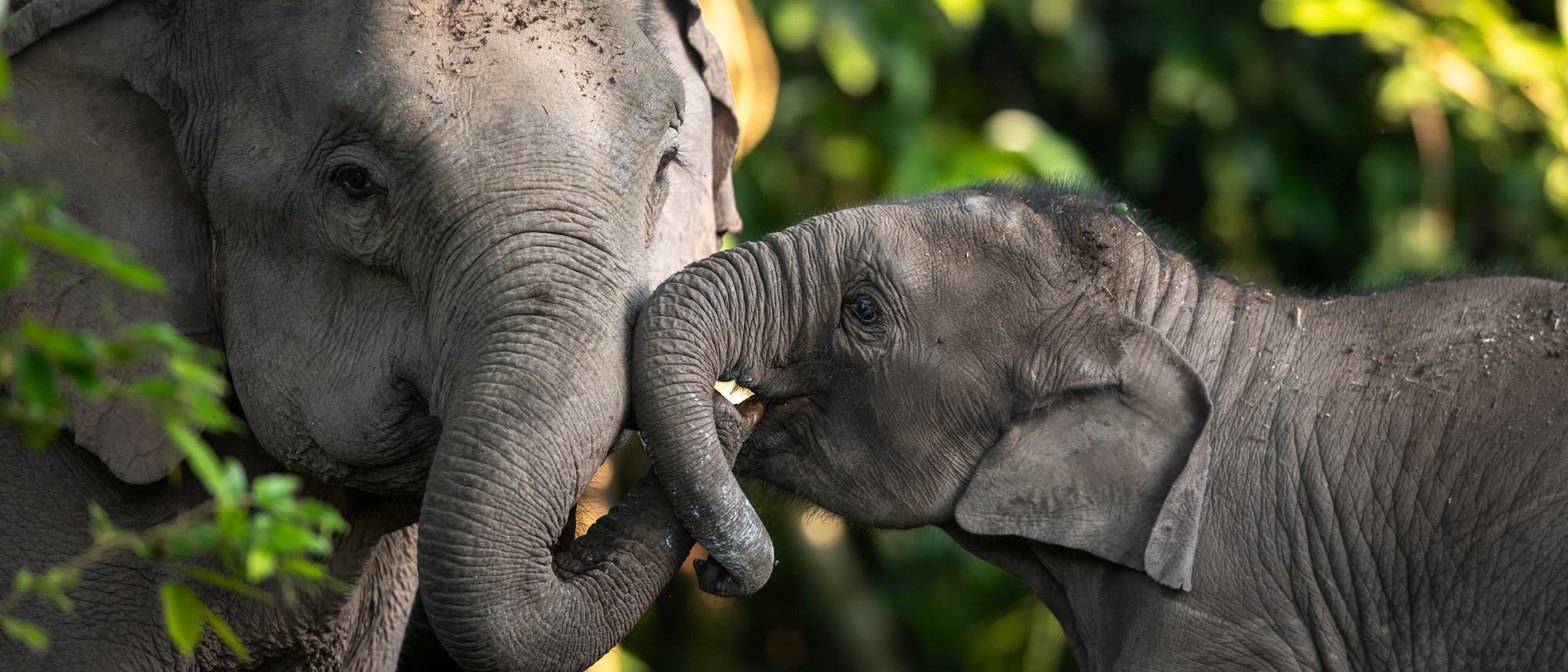 Zwei Elefanten, ein erwachsener und ein Jungtier, stehen in einem gr&uuml;nen, bewaldeten Gebiet. Der Jungtier-Elefant ber&uuml;hrt mit seinem R&uuml;ssel den R&uuml;ssel des erwachsenen Elefanten, was eine liebevolle Interaktion zeigt. Die Umgebung ist dicht mit Bl&auml;ttern und B&auml;umen bewachsen, was auf einen nat&uuml;rlichen Lebensraum hinweist.