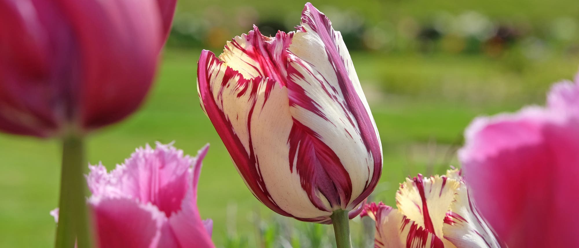 Eine Nahaufnahme einer rot-weiß gestreiften Tulpe in voller Blüte, umgeben von weiteren rosa Tulpen. Der Hintergrund ist unscharf und zeigt eine grüne Wiese.