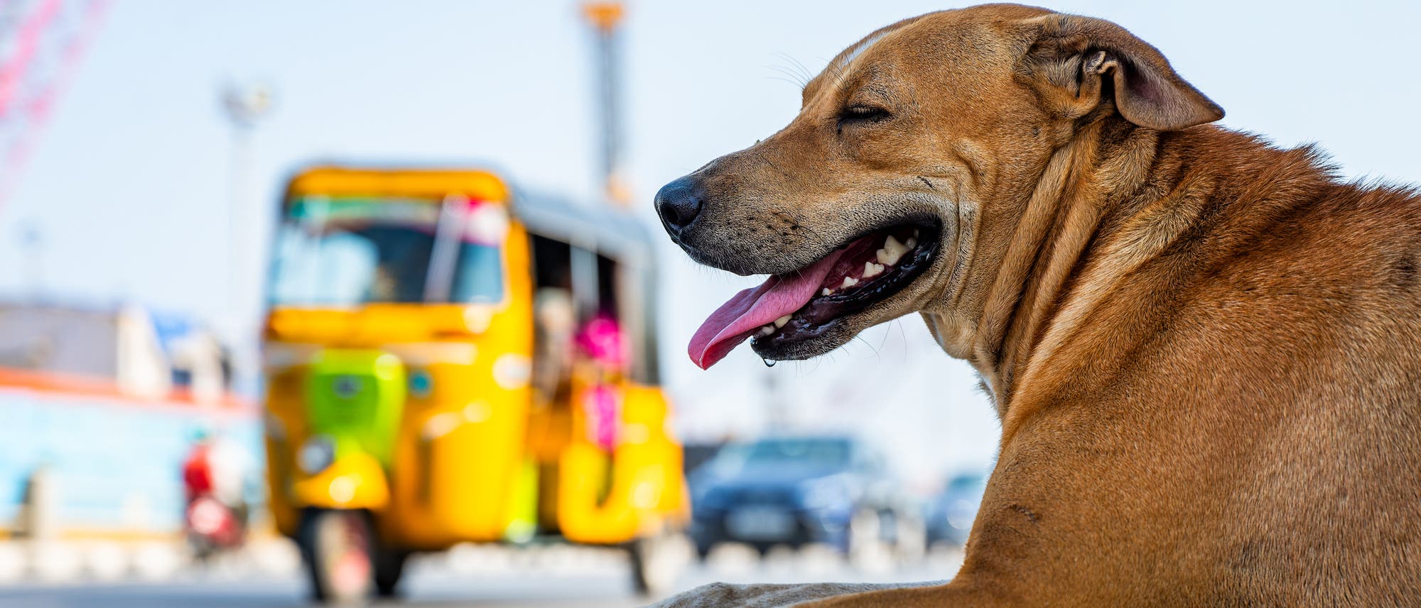 Ein brauner Hund liegt entspannt auf einer Straße, während im Hintergrund ein gelbes Tuk-Tuk vorbeifährt. Der Hund hat die Zunge herausgestreckt und wirkt zufrieden. Die Szene spielt sich an einem sonnigen Tag ab, was durch den klaren Himmel und die helle Beleuchtung deutlich wird. Im Hintergrund sind weitere Fahrzeuge und verschwommene Details einer städtischen Umgebung zu erkennen.