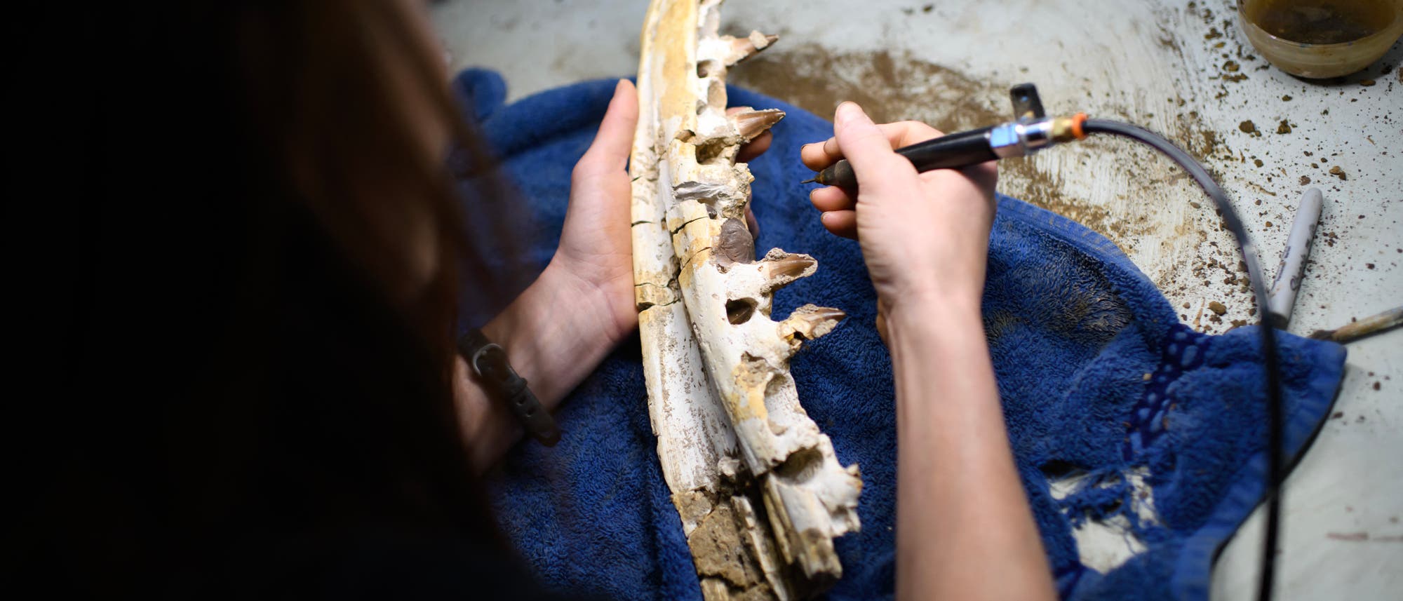 Eine Person reinigt vorsichtig ein fossiles Kieferknochenfragment mit einem kleinen Werkzeug. Der Knochen liegt auf einem blauen Handtuch, umgeben von Erde und Werkzeugen. Die Szene findet auf einem Tisch statt, der mit Erde bedeckt ist, was auf eine arch&auml;ologische oder pal&auml;ontologische Arbeit hindeutet.