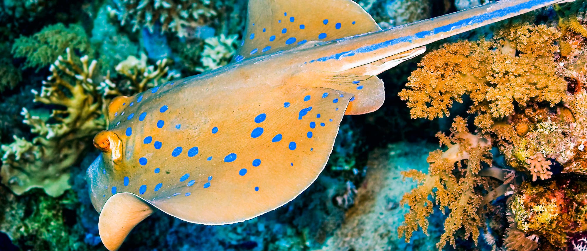 Der Blaupunktrochen ist ein Knorpelfisch mit zahlreichen strahlend blauen Punkten auf der grauen Haut. Hier schwimmt er durch ein Korallenriff, das vom Licht eines Fotografen beleuchtet wird.