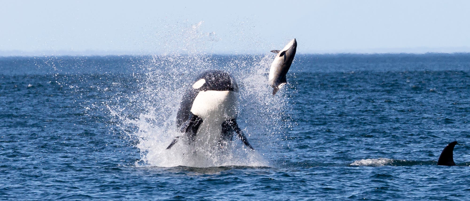Ein Orca springt aus dem Wasser und schleudert eine Robbe in die Luft. Im Hintergrund erstreckt sich der blaue Ozean bis zum Horizont. Rechts im Bild sind die Rückenflossen weiterer Orcas zu sehen. Die Szene zeigt die beeindruckende Jagdtechnik der Orcas in ihrem natürlichen Lebensraum. Ein Orca springt aus dem Wasser und schleudert eine Robbe in die Luft. Im Hintergrund erstreckt sich der blaue Ozean bis zum Horizont. Rechts im Bild sind die Rückenflossen weiterer Orcas zu sehen. Die Szene zeigt die beeindruckende Jagdtechnik der Orcas in ihrem natürlichen Lebensraum.