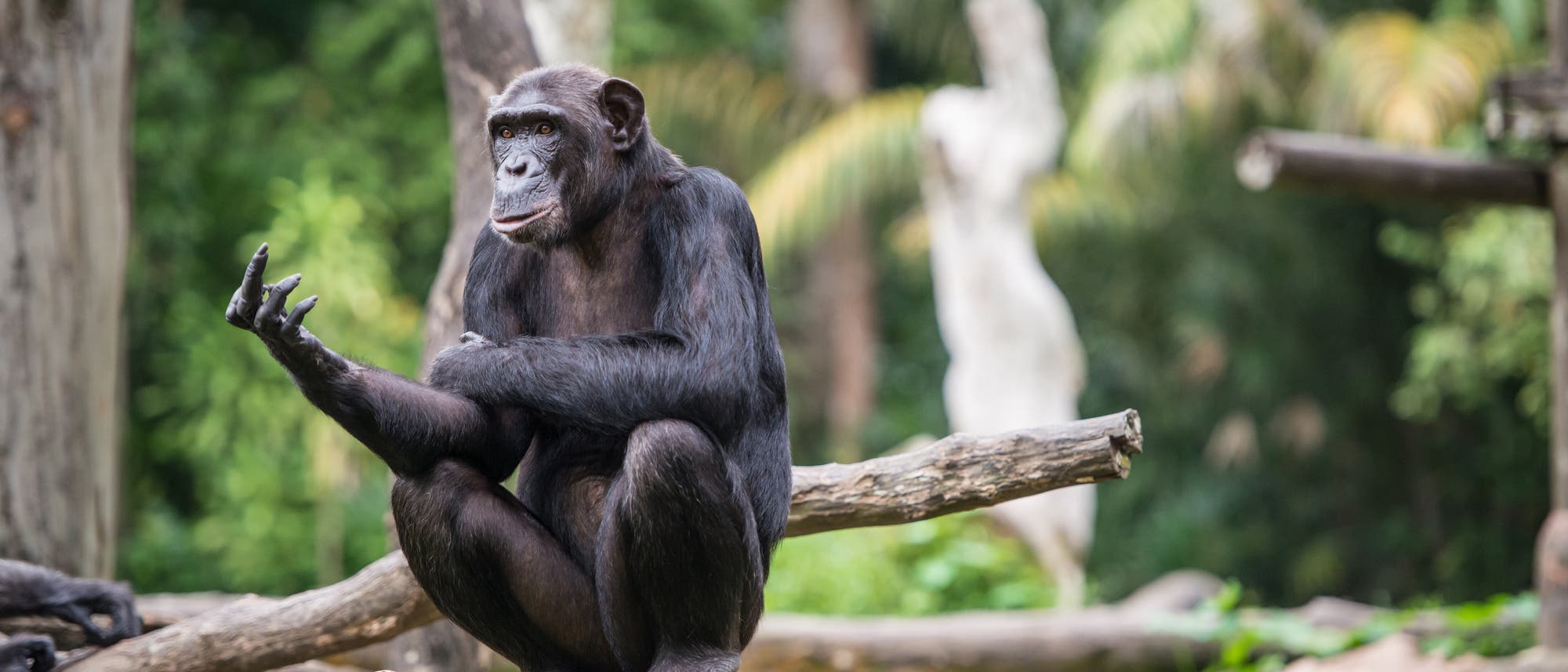 Ein Schimpanse sitzt auf einem Baumstamm in einem bewaldeten Gebiet. Der Affe hat einen nachdenklichen Ausdruck und h&auml;lt eine Hand ausgestreckt. Im Hintergrund sind unscharfe B&auml;ume und Pflanzen zu sehen, die eine nat&uuml;rliche Umgebung andeuten.