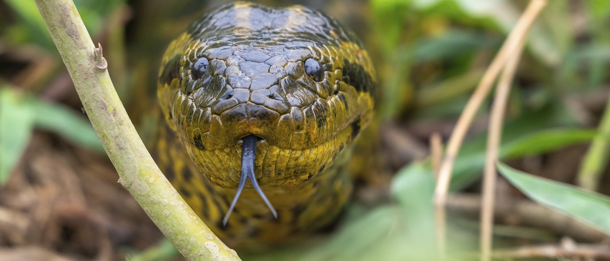 Eine gro&szlig;e Schlange mit gr&uuml;nlich-gelber Haut und dunklen Flecken schl&auml;ngelt sich durch dichtes Gras. Ihr Kopf ist im Vordergrund zu sehen, mit einer gespaltenen Zunge, die aus ihrem Maul ragt. Die Umgebung ist gr&uuml;n und dicht bewachsen, was auf einen nat&uuml;rlichen Lebensraum hinweist.