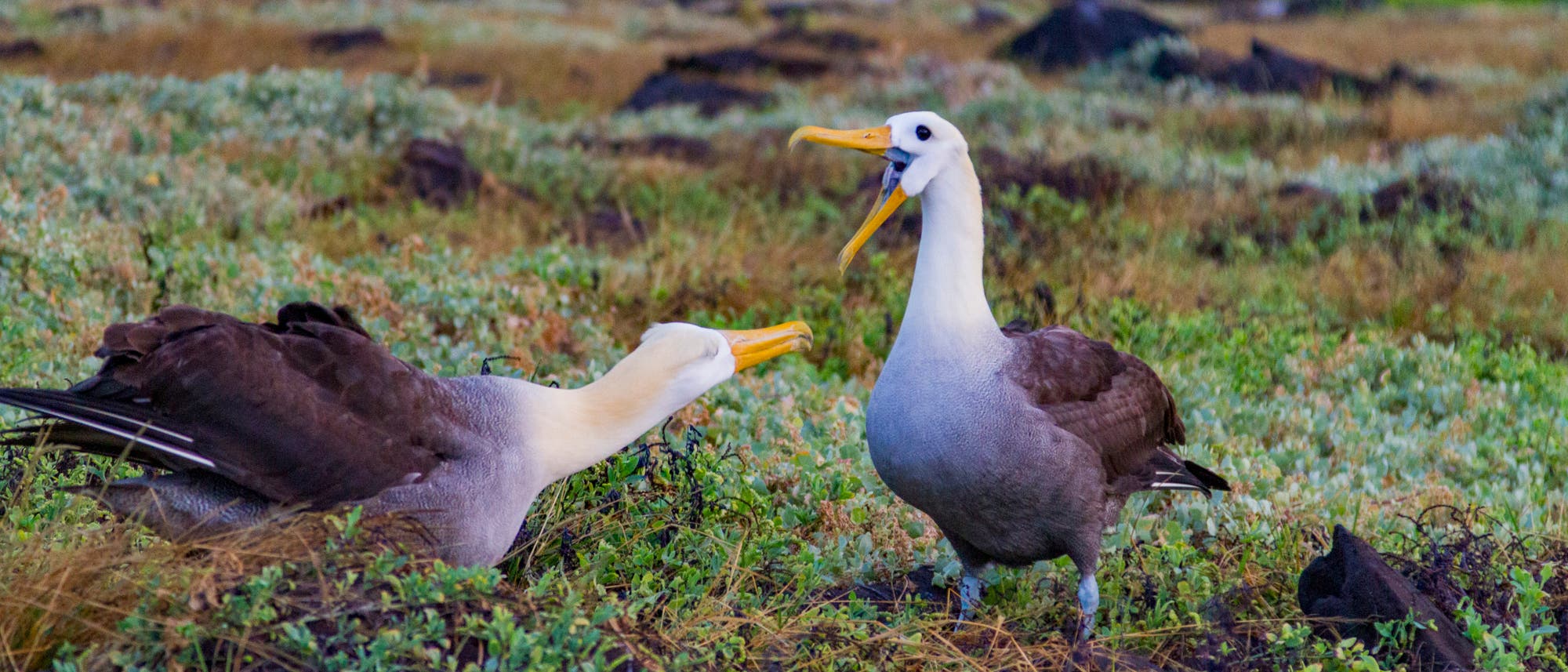 Zwei Albatrosse stehen auf einer grasbewachsenen Fläche. Der linke Vogel beugt sich nach vorne, während der rechte Vogel aufrecht steht und den Schnabel geöffnet hat. Die Umgebung ist von niedriger Vegetation und vereinzelten dunklen Steinen geprägt.