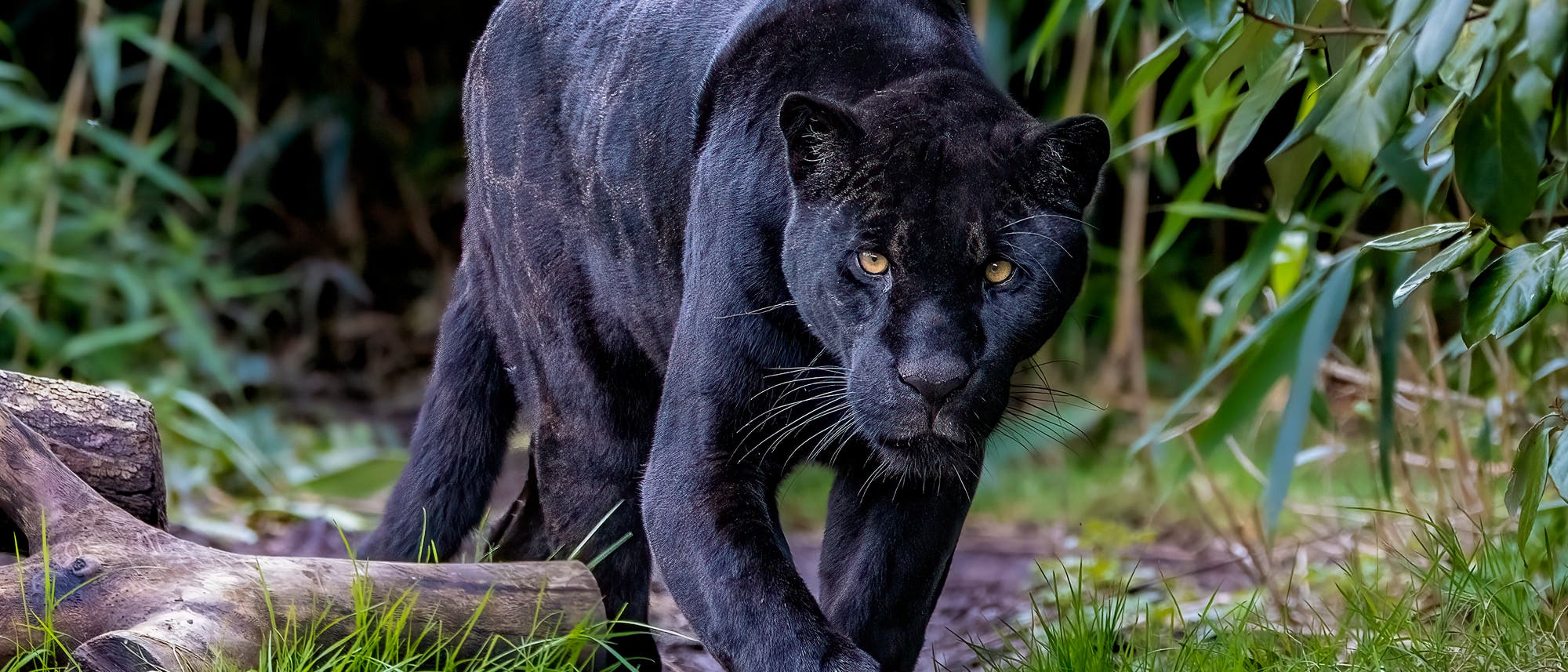 Ein schwarzer Jaguar schleicht durch dichtes, grünes Unterholz. Der Jaguar hat ein glänzendes, schwarzes Fell und fixiert den Betrachter mit seinen gelben Augen. Im Vordergrund sind Gras und ein umgestürzter Baumstamm zu sehen, während im Hintergrund dichte Vegetation das Bild umrahmt. Ein schwarzer Jaguar schleicht durch dichtes, grünes Unterholz. Der Jaguar hat ein glänzendes, schwarzes Fell und fixiert den Betrachter mit seinen gelben Augen. Im Vordergrund sind Gras und ein umgestürzter Baumstamm zu sehen, während im Hintergrund dichte Vegetation das Bild umrahmt.
