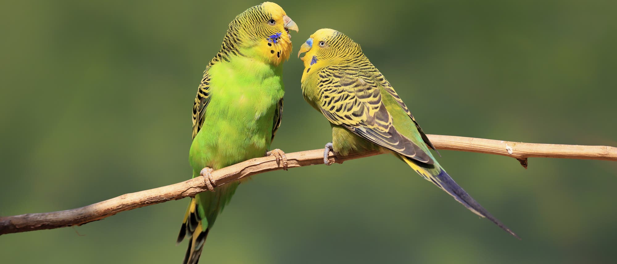 Zwei grüne Wellensittiche sitzen auf einem Ast vor einem unscharfen, grünen Hintergrund. Die Vögel sind einander zugewandt, als ob sie sich unterhalten. Der linke Wellensittich hat leuchtend grüne Federn mit gelben und schwarzen Markierungen, während der rechte ähnliche Farben aufweist. Die Szene vermittelt ein Gefühl von Ruhe und Naturverbundenheit. Zwei grüne Wellensittiche sitzen auf einem Ast vor einem unscharfen, grünen Hintergrund. Die Vögel sind einander zugewandt, als ob sie sich unterhalten. Der linke Wellensittich hat leuchtend grüne Federn mit gelben und schwarzen Markierungen, während der rechte ähnliche Farben aufweist. Die Szene vermittelt ein Gefühl von Ruhe und Naturverbundenheit.
