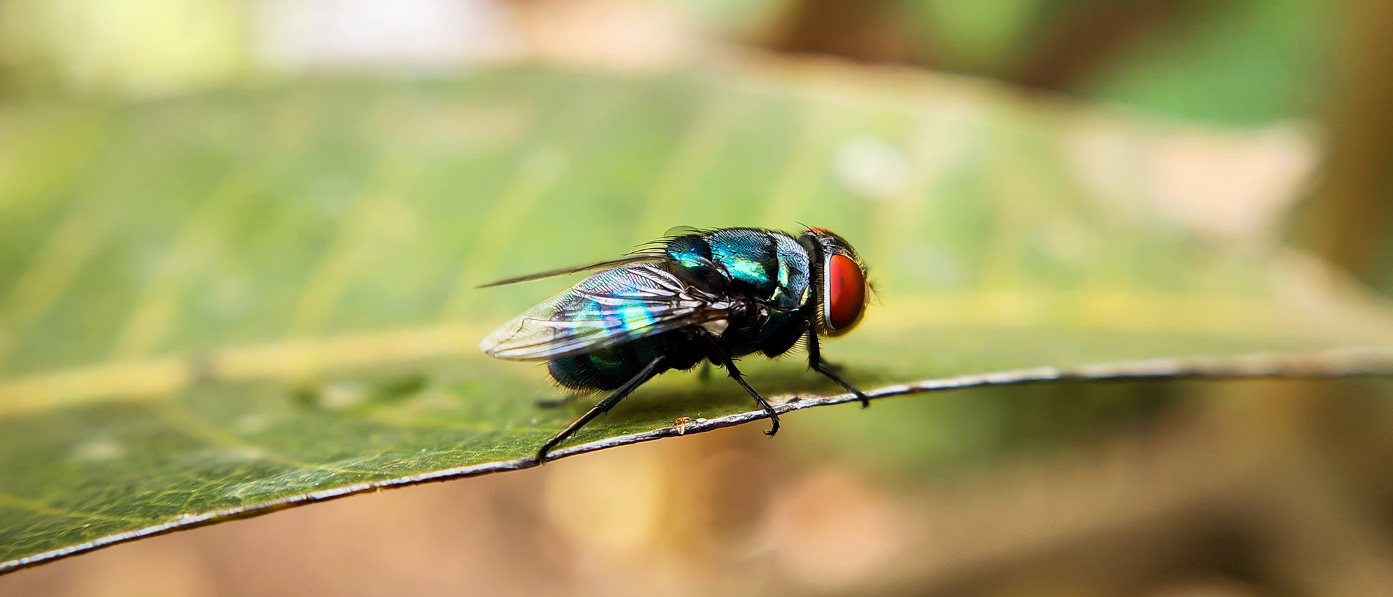 Eine Fliege mit schillerndem, metallisch-blauem Körper und roten Augen sitzt auf einem grünen Blatt. Der Hintergrund ist unscharf, was die Fliege in den Fokus rückt. Die Flügel der Fliege sind transparent und fein strukturiert.