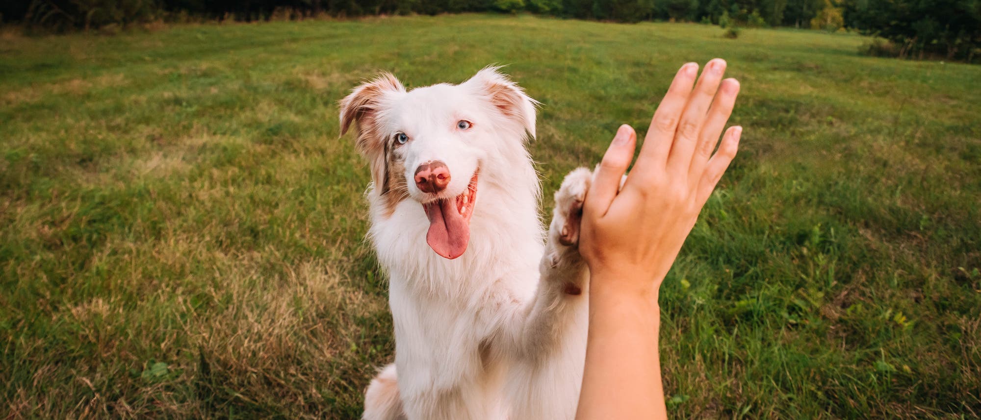 Ein Hund mit hellem Fell sitzt auf einer grünen Wiese und gibt einer Person die Pfote, während er fröhlich die Zunge herausstreckt. Im Hintergrund sind Bäume und ein klarer Himmel zu sehen. Ein Hund mit hellem Fell sitzt auf einer grünen Wiese und gibt einer Person die Pfote, während er fröhlich die Zunge herausstreckt. Im Hintergrund sind Bäume und ein klarer Himmel zu sehen.