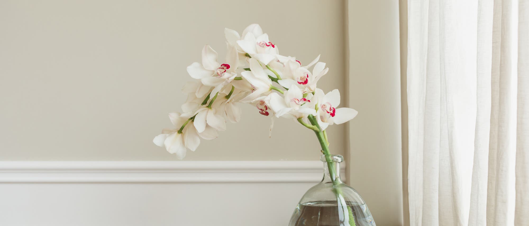 Eine Vase mit Wasser steht auf einem Holztisch, darin sind weiße Orchideen mit rosa Zentren arrangiert. Im Hintergrund ist eine cremefarbene Wand und ein halb geöffnetes, lichtdurchlässiges Vorhang zu sehen. Die Szene wirkt ruhig und elegant. Eine Vase mit Wasser steht auf einem Holztisch, darin sind weiße Orchideen mit rosa Zentren arrangiert. Im Hintergrund ist eine cremefarbene Wand und ein halb geöffnetes, lichtdurchlässiges Vorhang zu sehen. Die Szene wirkt ruhig und elegant.