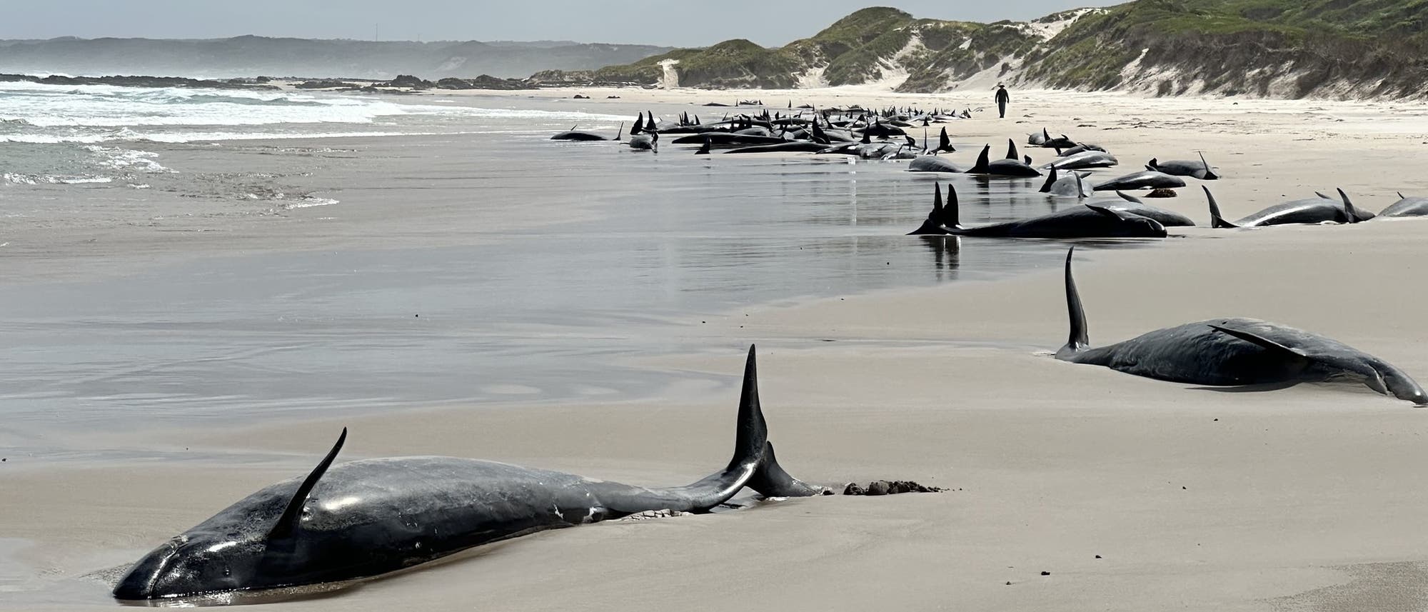 Eine Gruppe von gestrandeten Walen liegt an einem sandigen Strand unter einem bewölkten Himmel. Die Wale sind entlang der Küstenlinie verteilt, während im Hintergrund Dünen und das Meer zu sehen sind. Eine Person steht in der Ferne, was die Größe der Wale im Vergleich zur Umgebung verdeutlicht.
