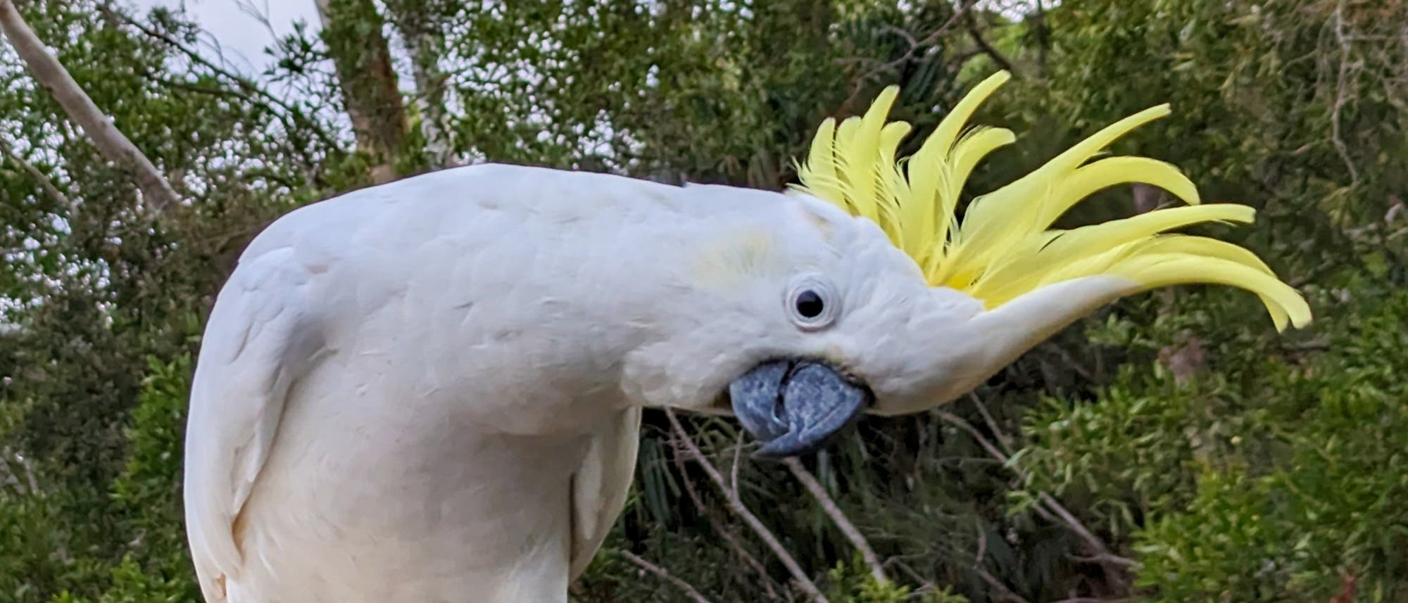 Risa musfita live sex this woman is a real-life dream!