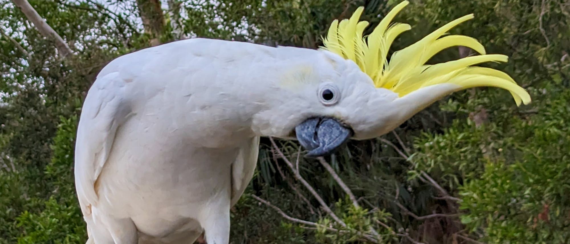 Ein weißer Kakadu mit gelbem Kamm sitzt in einem Waldgebiet. Der Vogel neigt seinen Kopf mit aufgestelltem Kamm zur Seite und schaut in die Kamera, grüne Bäume und ein bewölkter Himmel sind im Hintergrund sichtbar.