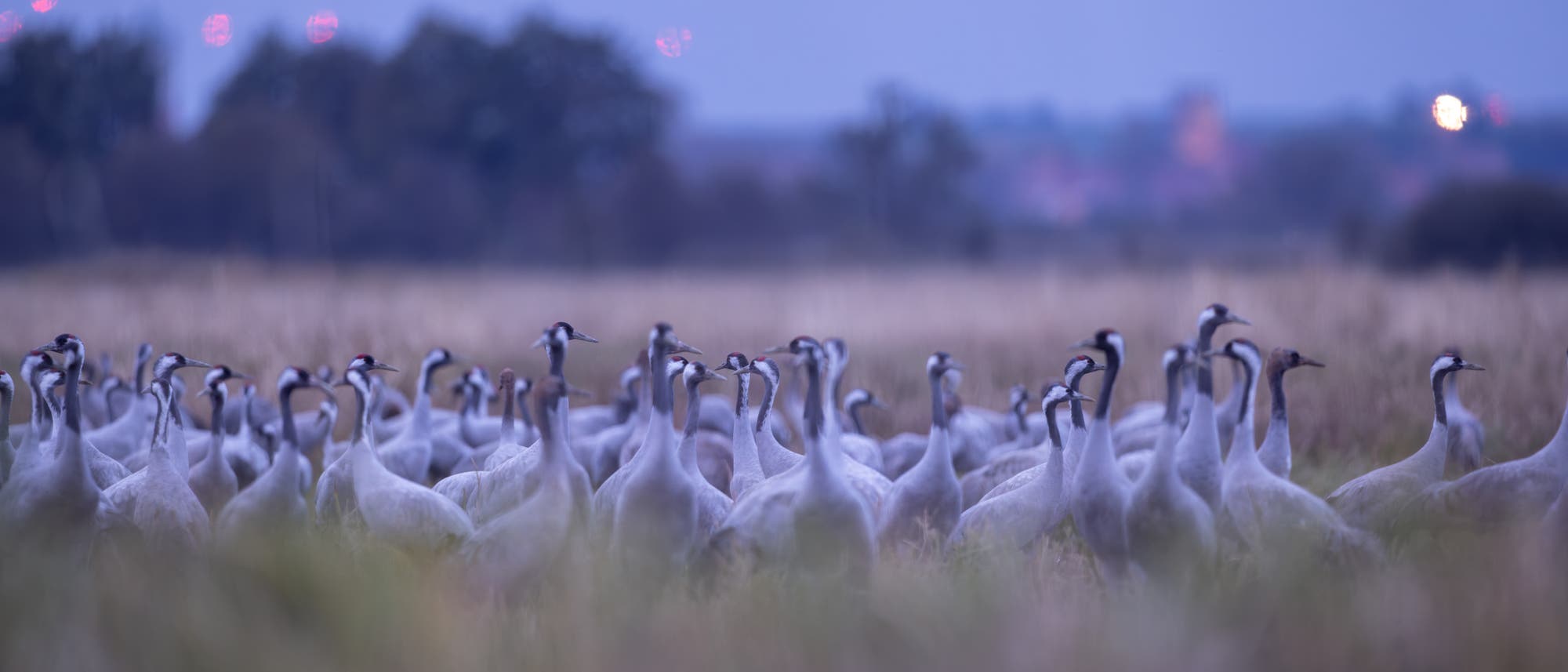 Eine große Gruppe von Kranichen steht auf einem Feld in der Dämmerung. Die Vögel sind in einem offenen Grasland versammelt, während der Hintergrund unscharf ist und Bäume sowie schwache Lichter in der Ferne zeigt. Die Szene vermittelt eine ruhige, natürliche Atmosphäre.