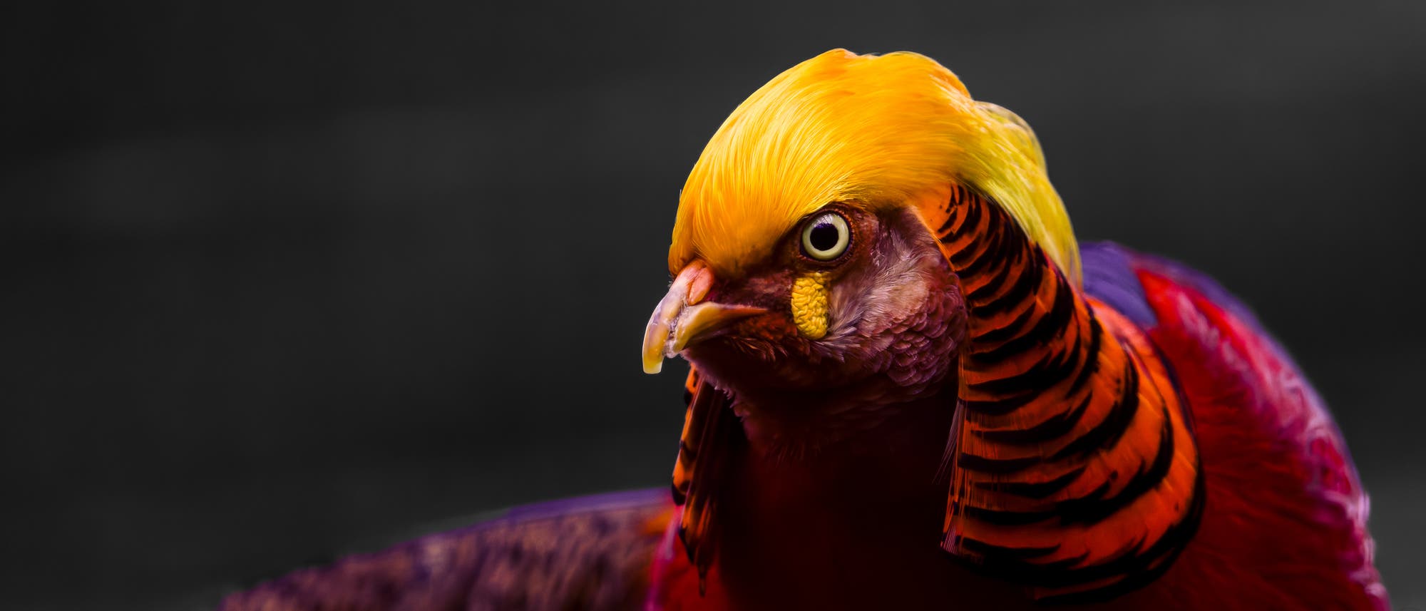 Ein bunter Vogel mit leuchtend gelbem Kopfgefieder und roten sowie orangefarbenen Federn, vor einem dunklen Hintergrund. Der Vogel schaut aufmerksam zur Seite. Ein bunter Vogel mit leuchtend gelbem Kopfgefieder und roten sowie orangefarbenen Federn, vor einem dunklen Hintergrund. Der Vogel schaut aufmerksam zur Seite.