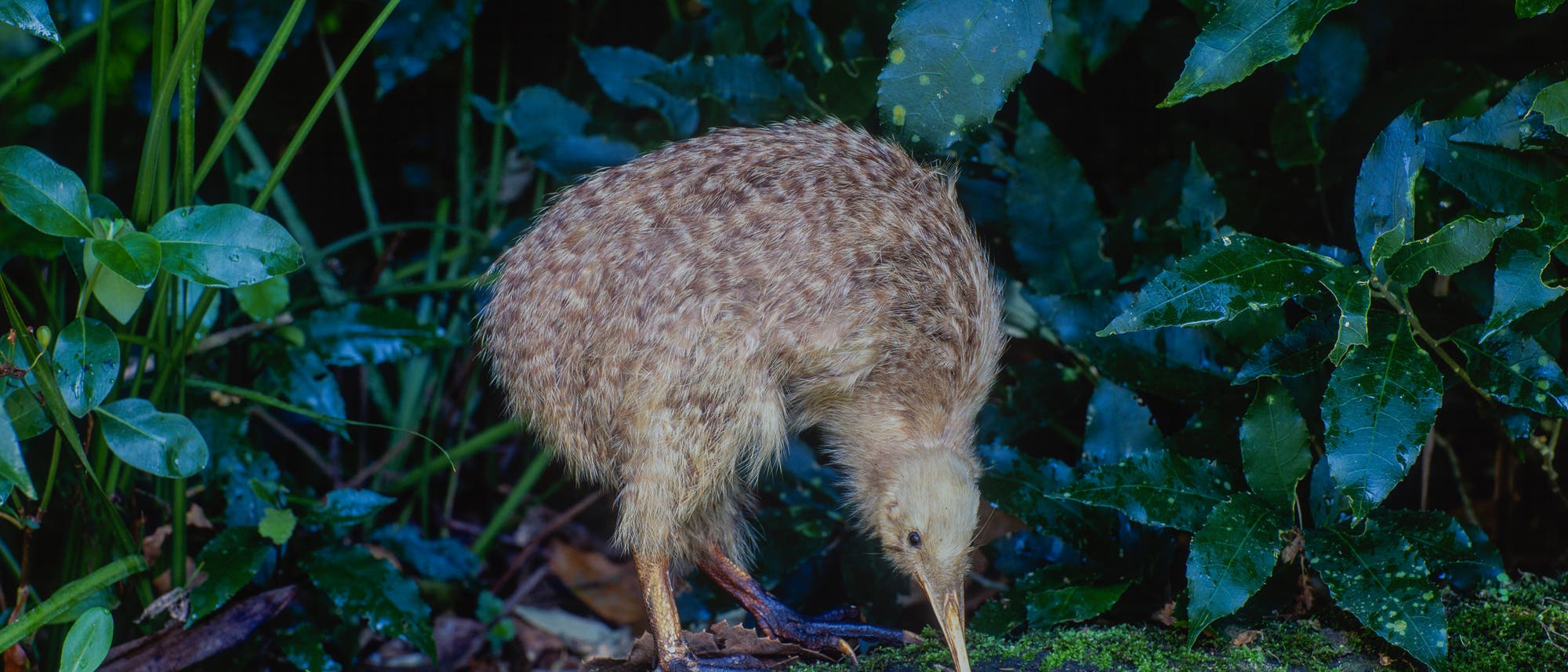 Ein Kiwi-Vogel mit braunem, geflecktem Gefieder steht auf einem moosbedeckten Baumstamm im dichten, grünen Laubwald. Der Vogel beugt sich nach vorne und sucht mit seinem langen Schnabel nach Nahrung im Moos. Die Umgebung ist üppig und feucht, mit verschiedenen Pflanzen und Blättern im Hintergrund. Ein Kiwi-Vogel mit braunem, geflecktem Gefieder steht auf einem moosbedeckten Baumstamm im dichten, grünen Laubwald. Der Vogel beugt sich nach vorne und sucht mit seinem langen Schnabel nach Nahrung im Moos. Die Umgebung ist üppig und feucht, mit verschiedenen Pflanzen und Blättern im Hintergrund.
