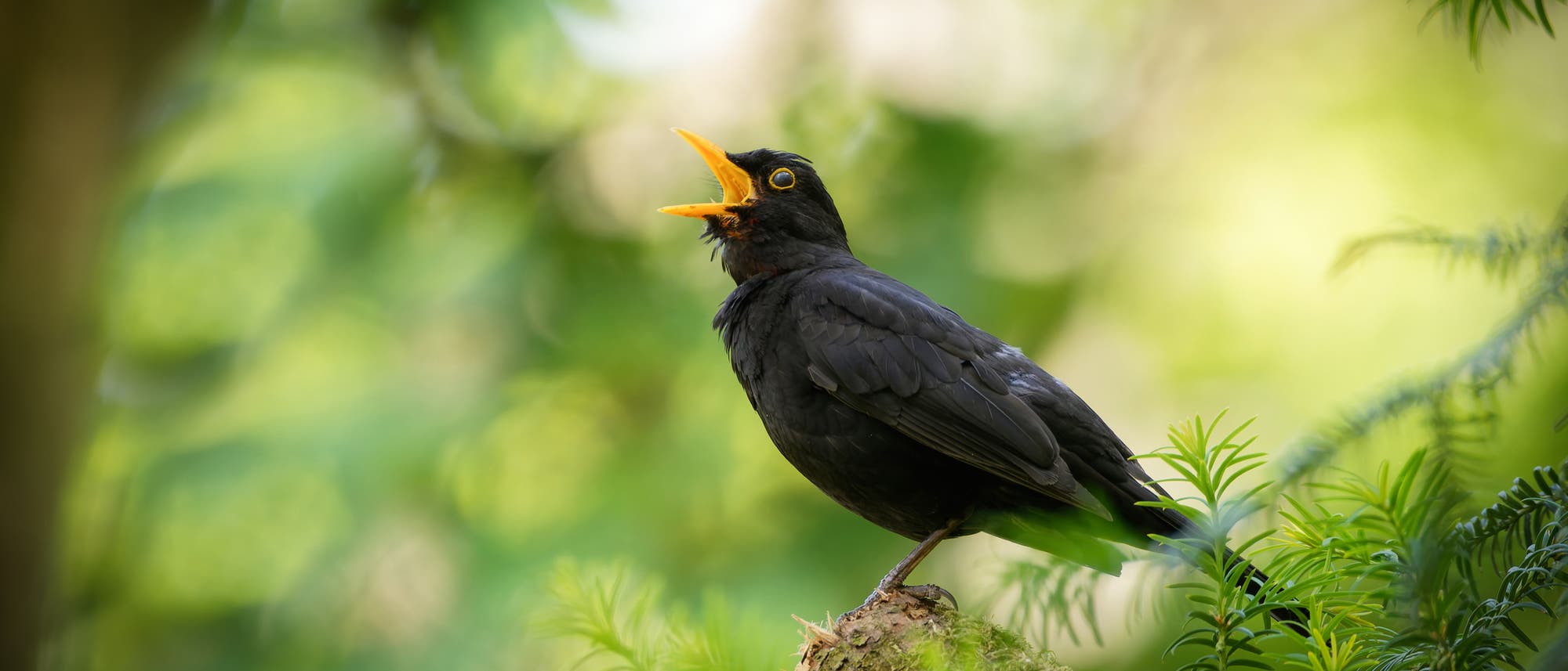Ein schwarzer Vogel sitzt auf einem mit Moos bedeckten Ast in einem grünen Wald. Der Vogel hat den Schnabel geöffnet, als ob er singt. Im Hintergrund sind unscharfe Blätter und Zweige zu sehen, die eine natürliche Umgebung andeuten. Ein schwarzer Vogel sitzt auf einem mit Moos bedeckten Ast in einem grünen Wald. Der Vogel hat den Schnabel geöffnet, als ob er singt. Im Hintergrund sind unscharfe Blätter und Zweige zu sehen, die eine natürliche Umgebung andeuten.