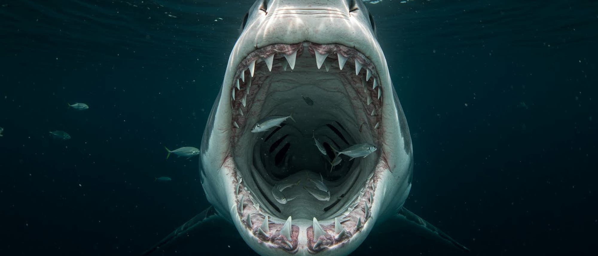 Ein gro&szlig;er Hai schwimmt mit weit ge&ouml;ffnetem Maul im Meer, umgeben von kleineren Fischen. Die Szene zeigt die beeindruckenden Z&auml;hne des Hais und die dunkle, tiefblaue Umgebung des Ozeans.