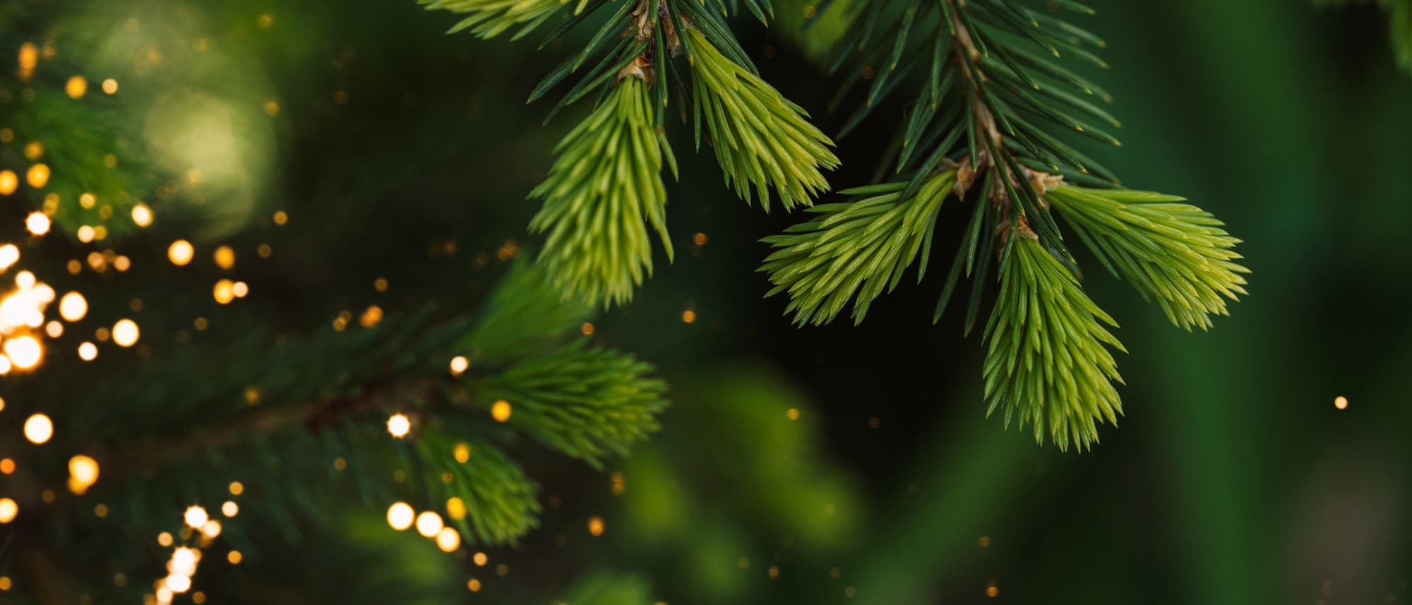 Zweige eines Nadelbaums mit gr&uuml;nen Nadeln, die im Vordergrund zu sehen sind. Im Hintergrund sind unscharfe, goldene Lichtpunkte, die wie funkelnde Lichter wirken. Die Szene vermittelt ein Gef&uuml;hl von Natur und Ruhe.