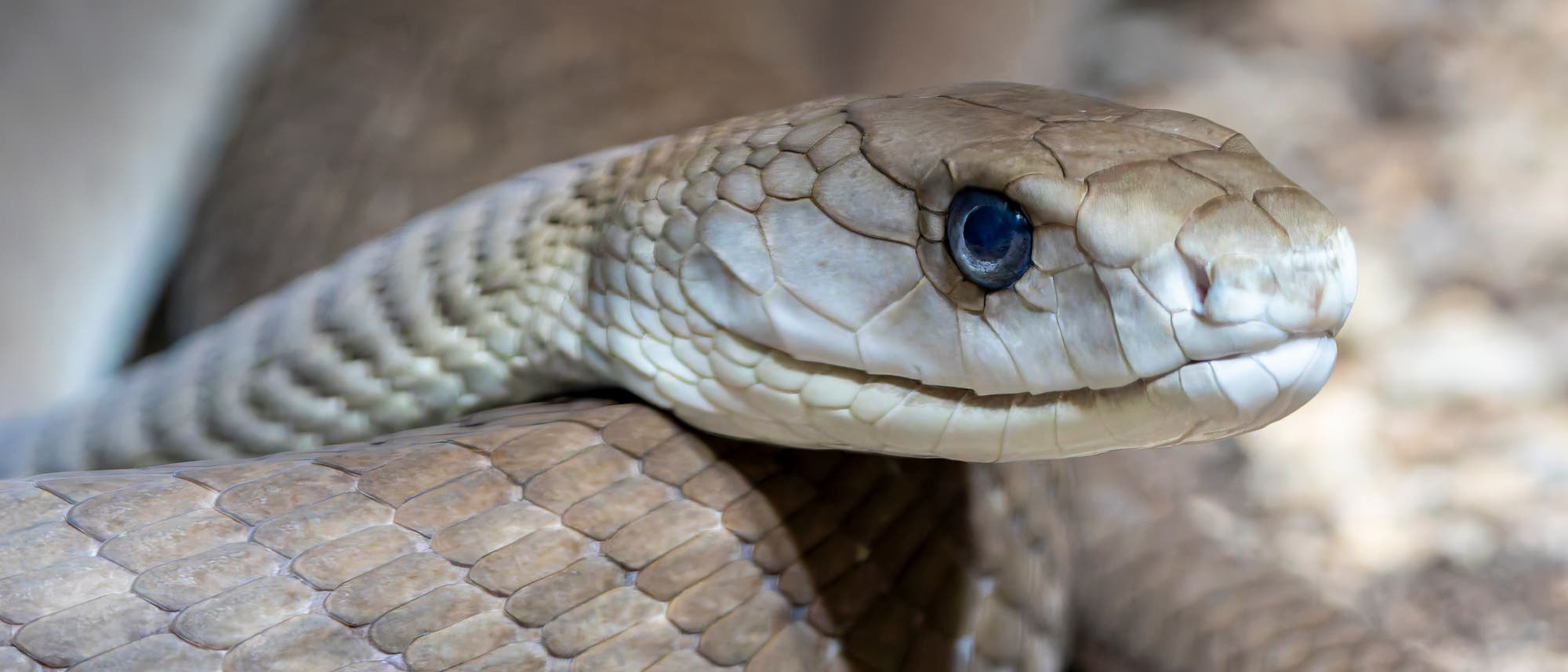 Eine Nahaufnahme einer Schlange, die sich auf einem steinigen Untergrund windet. Die Schuppen der Schlange sind deutlich sichtbar und haben eine beige bis braune Färbung. Die Schlange hat ein wachsames Auge und ist in einer entspannten Position. Die Umgebung ist unscharf, was den Fokus auf den Schlangenkopf legt.