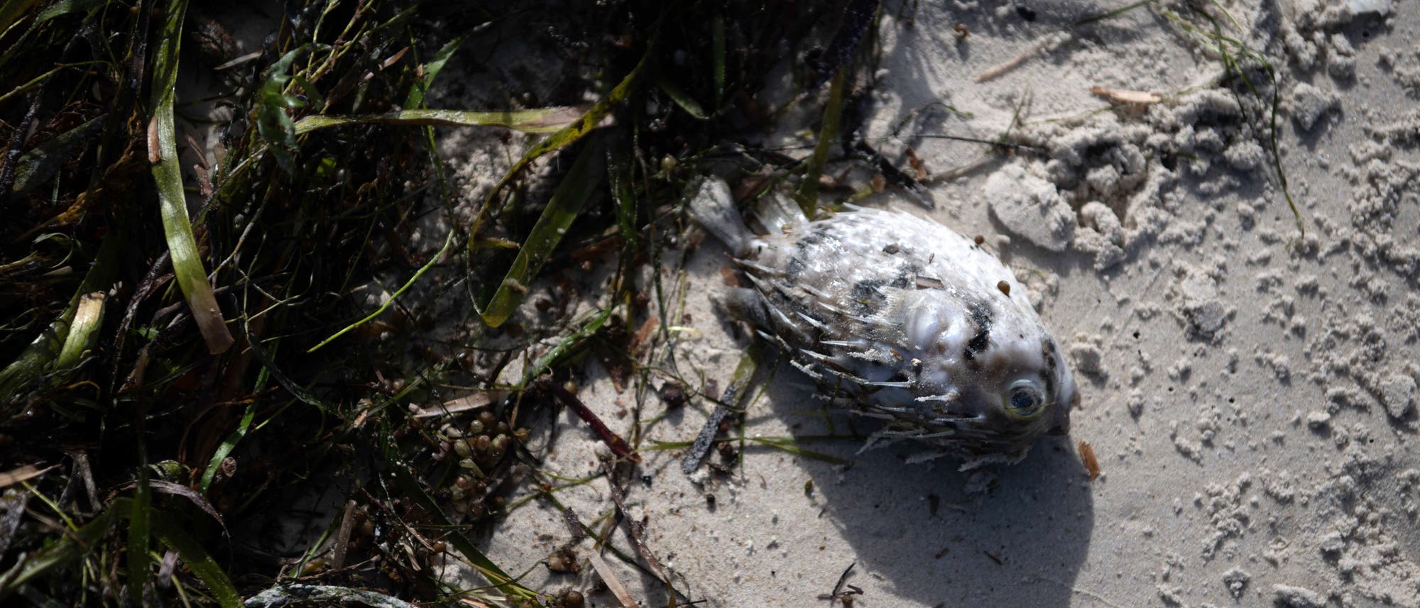 Ein toter Kugelfisch liegt am sandigen Strand, umgeben von Seegras. Der Fisch ist aufgebläht und zeigt seine Stacheln. Die Umgebung ist trocken und der Schatten des Fisches ist auf dem Sand sichtbar. Ein toter Kugelfisch liegt am sandigen Strand, umgeben von Seegras. Der Fisch ist aufgebläht und zeigt seine Stacheln. Die Umgebung ist trocken und der Schatten des Fisches ist auf dem Sand sichtbar.