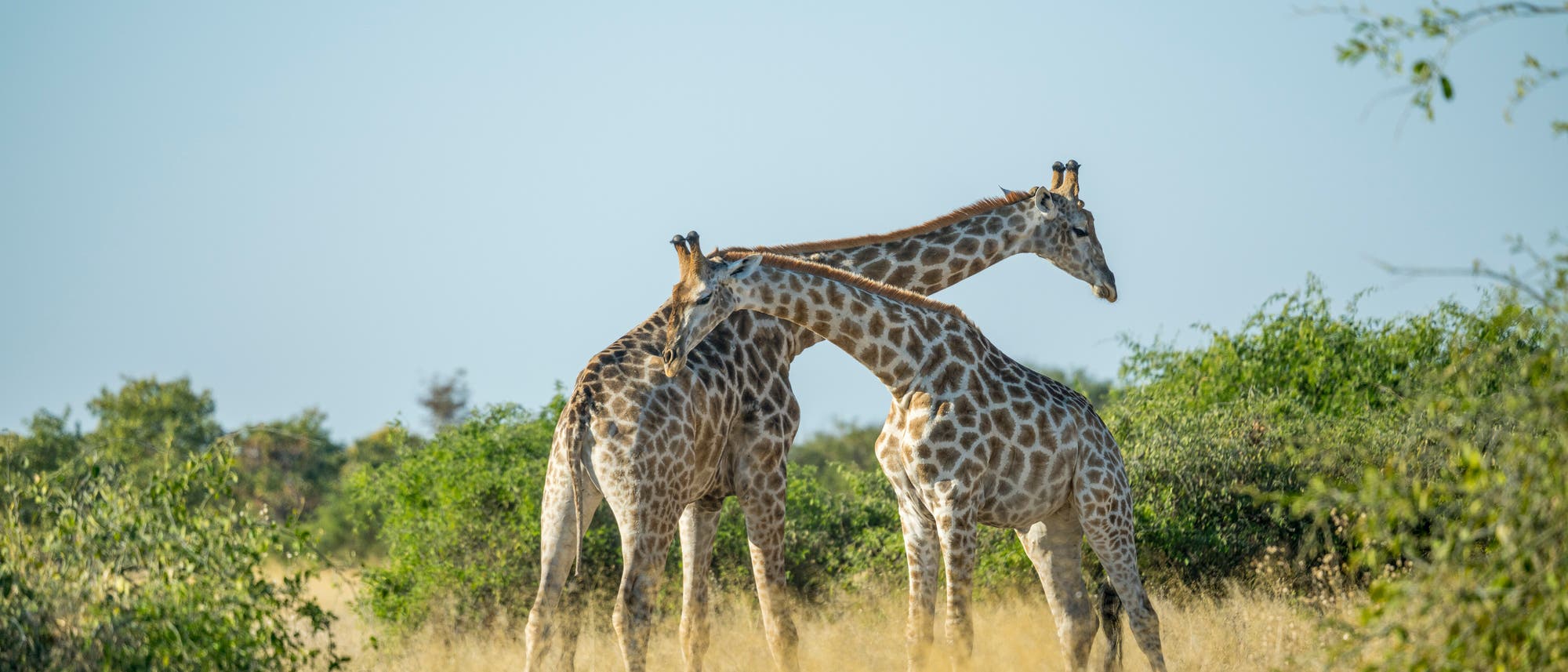 Zwei Giraffen stehen in einer offenen Savannenlandschaft mit trockenem Gras, vereinzelten Büschen und klarem blauem Himmel. Die Giraffen stehen sich nah gegenüber und beugen ihre Hälse zueinander. 