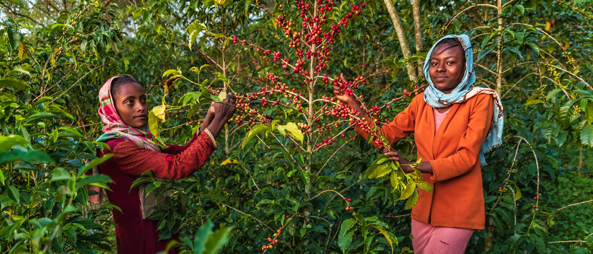 Zwei Personen ernten reife Kaffeekirschen von einem Strauch in einer grünen Plantage. Sie tragen bunte Kleidung und Kopftücher. Zwei Personen ernten reife Kaffeekirschen von einem Strauch in einer grünen Plantage. Sie tragen bunte Kleidung und Kopftücher.