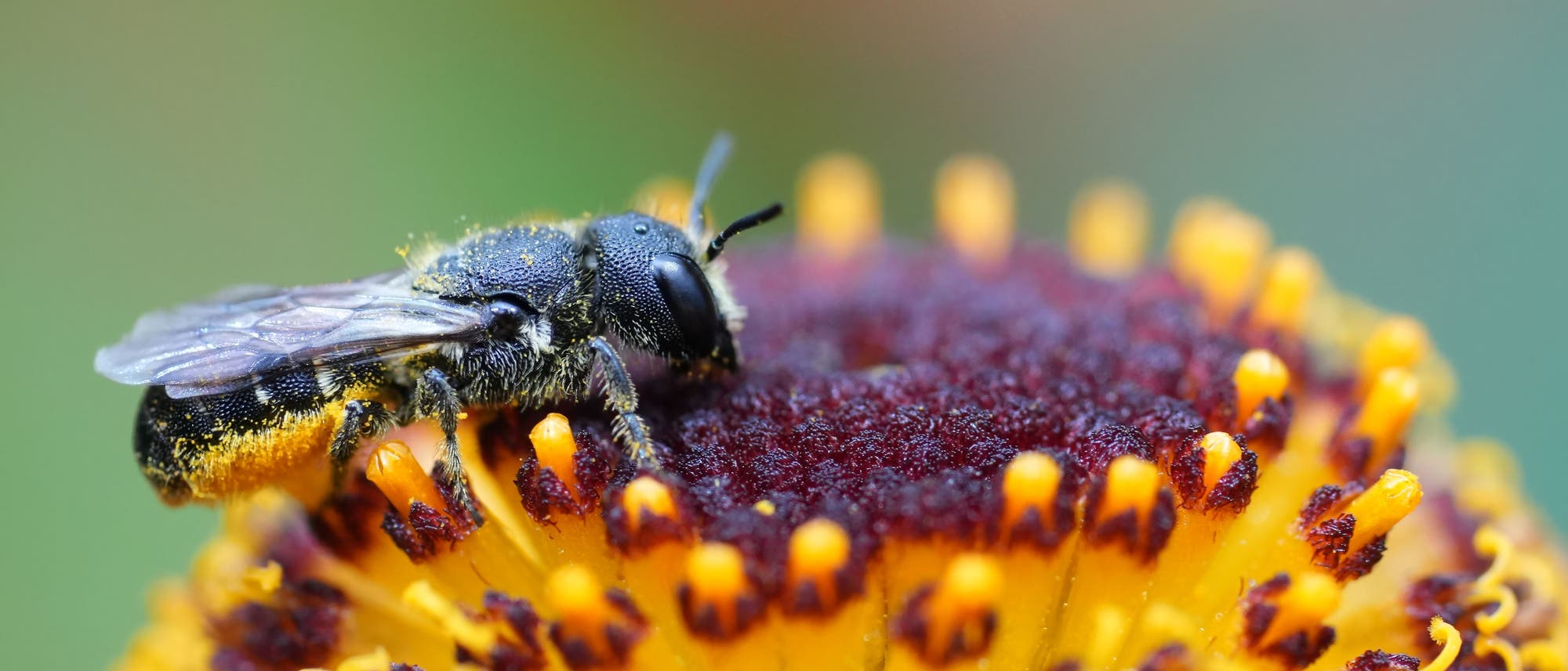 Eine Nahaufnahme einer Biene, die auf einer gelben Bl&uuml;te mit roten Spitzen sitzt. Die Biene ist mit Pollen bedeckt, und ihre Fl&uuml;gel sind deutlich sichtbar. Der Hintergrund ist unscharf, was den Fokus auf die Biene und die Bl&uuml;te lenkt.