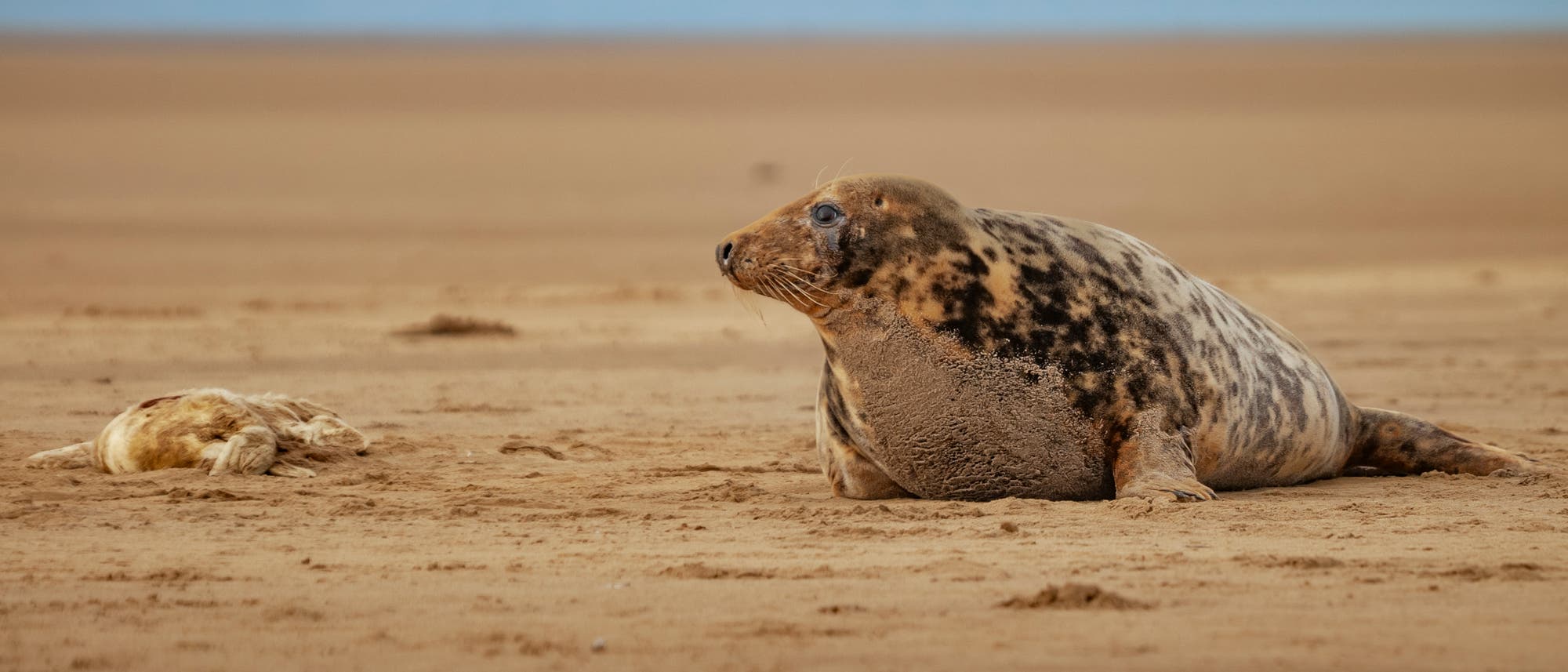 Eine Robbe liegt auf einem sandigen Strand, w&auml;hrend ein totes Robbenjunges in der N&auml;he liegt. Der Himmel ist klar und blau, und die Szene vermittelt eine ruhige, nat&uuml;rliche Umgebung.
