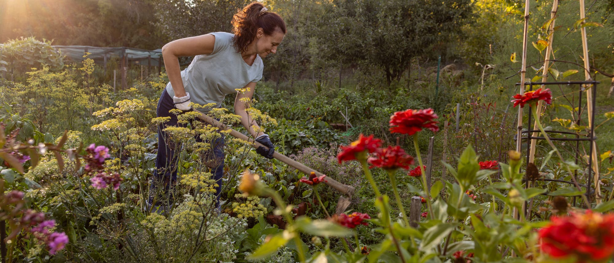 Eine Person arbeitet in einem üppigen Garten bei Sonnenuntergang. Sie trägt Handschuhe und verwendet ein Gartengerät, um den Boden zu bearbeiten. Umgeben von verschiedenen blühenden Pflanzen, darunter rote und violette Blumen, ist die Szene von natürlichem Licht durchflutet, das eine warme Atmosphäre schafft. Im Hintergrund sind Bäume und Sträucher zu sehen.