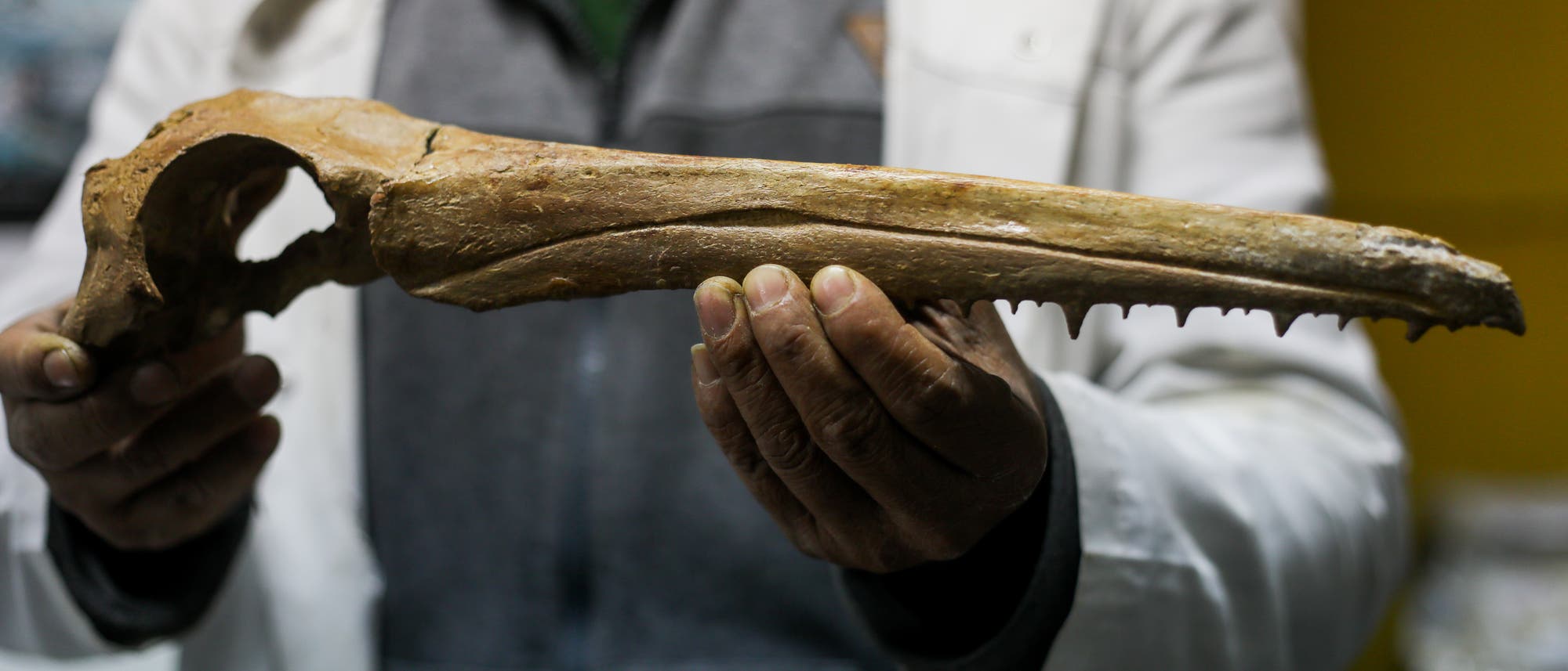 Eine Person in einem wei&szlig;en Kittel h&auml;lt einen langen, fossilen Kieferknochen mit Z&auml;hnen. Der Knochen ist braun und zeigt deutliche Details der Struktur. Im Hintergrund sind unscharfe Laborw&auml;nde zu sehen. Der Fokus liegt auf dem Fossil, das sorgf&auml;ltig pr&auml;sentiert wird.