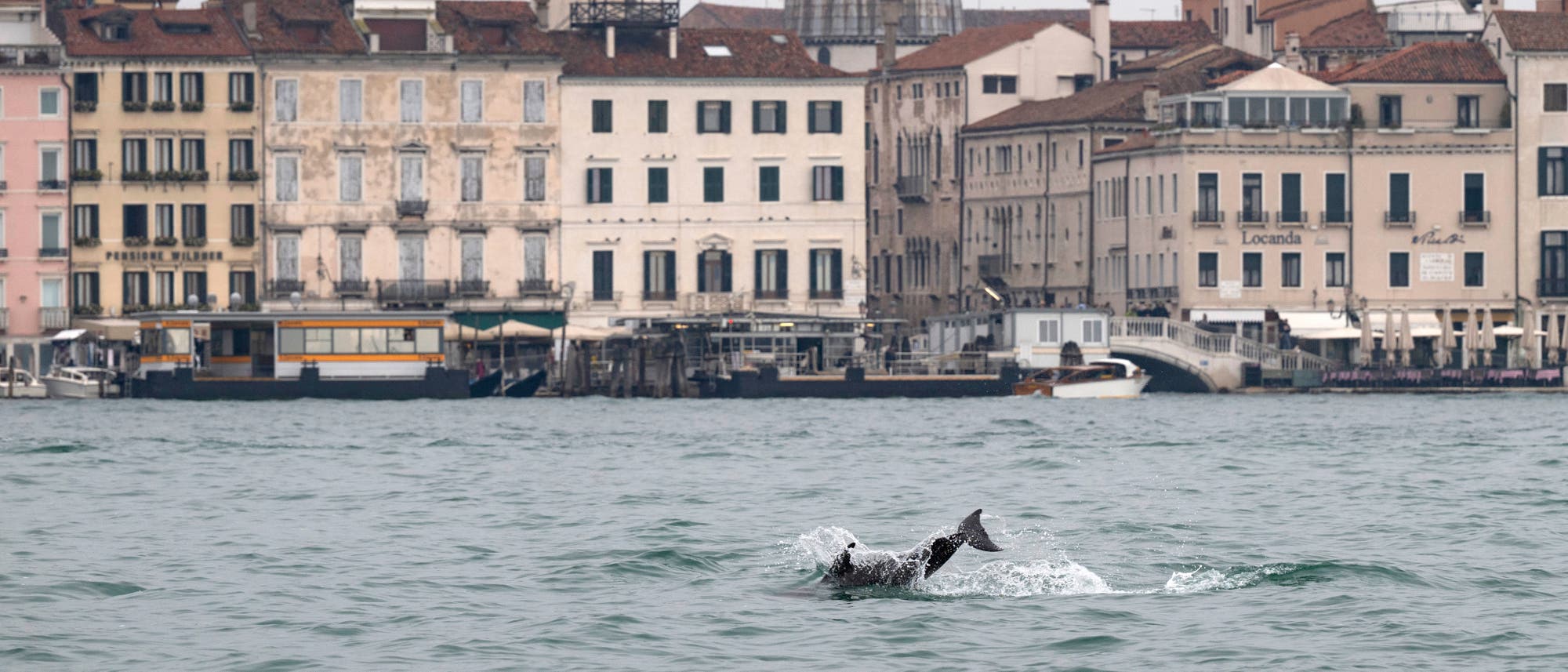 Eine K&uuml;stenansicht mit historischen Geb&auml;uden im Hintergrund und einem Delfin, der im Vordergrund im Wasser schwimmt. Die Architektur zeigt klassische Fassaden mit mehreren Stockwerken und Balkonen. Der Delfin erzeugt spritzendes Wasser, w&auml;hrend er durch die Wellen gleitet.