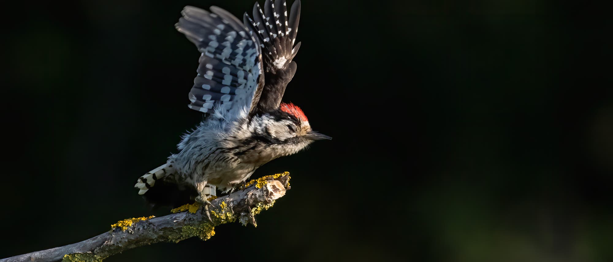 Ein Specht mit rotem Kopf und schwarz-weißem Gefieder sitzt auf einem mit Flechten bedeckten Ast. Der Vogel breitet seine Flügel aus, als ob er zum Flug ansetzen möchte. Der Hintergrund ist dunkel, was den Fokus auf den Specht lenkt. Ein Specht mit rotem Kopf und schwarz-weißem Gefieder sitzt auf einem mit Flechten bedeckten Ast. Der Vogel breitet seine Flügel aus, als ob er zum Flug ansetzen möchte. Der Hintergrund ist dunkel, was den Fokus auf den Specht lenkt.