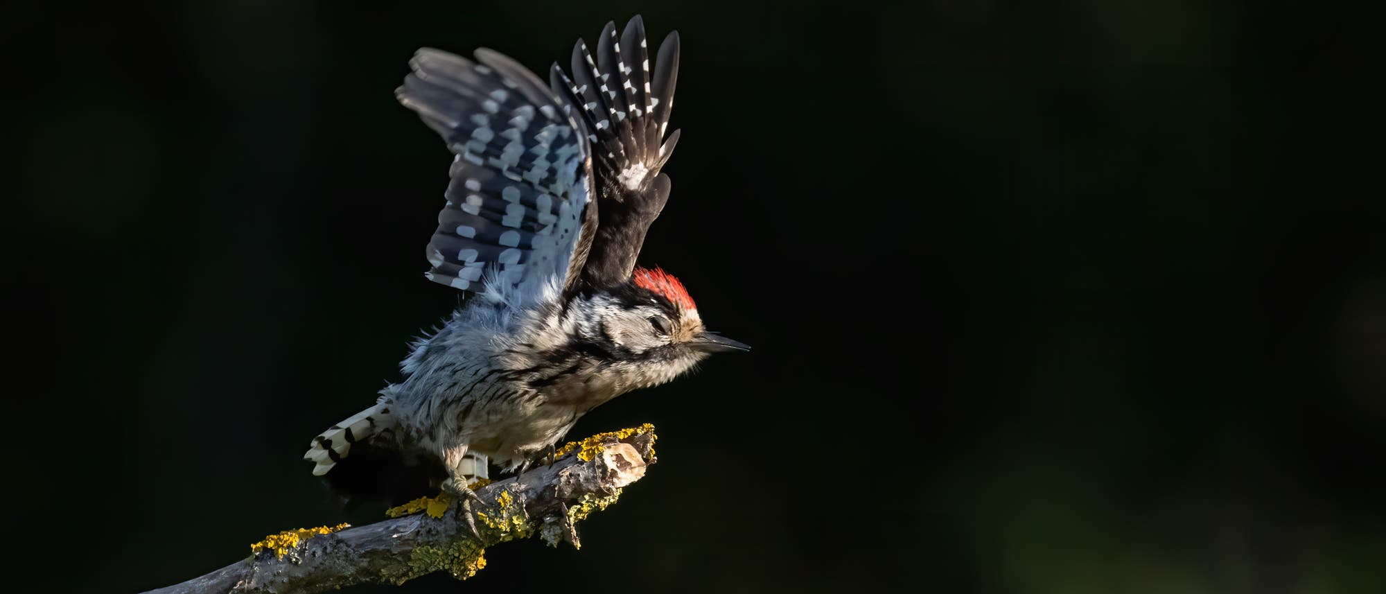 Ein Specht mit rotem Kopf und schwarz-wei&szlig;em Gefieder sitzt auf einem mit Flechten bedeckten Ast. Der Vogel hat die Fl&uuml;gel erhoben, als ob er gleich abheben w&uuml;rde. Der Hintergrund ist dunkel, was den Fokus auf den Specht lenkt.