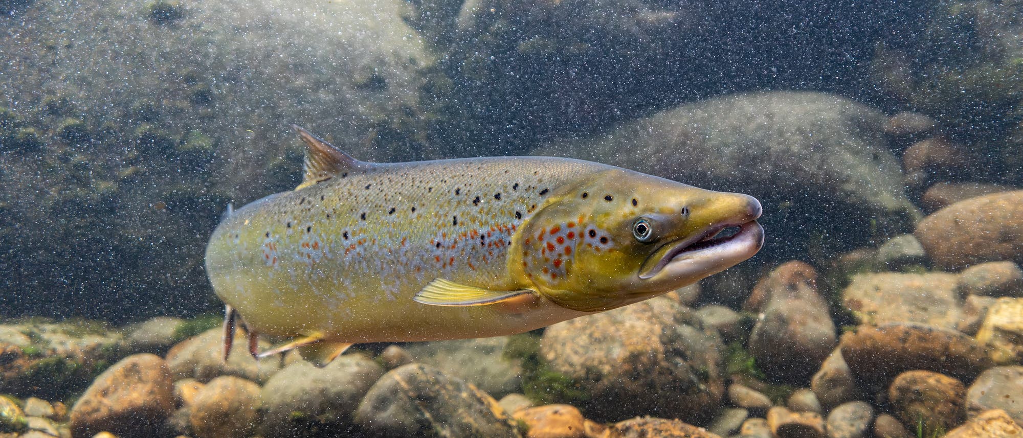 Ein Lachs schwimmt in einem klaren Fluss &uuml;ber einem steinigen Flussbett. Der Fisch hat einen schlanken K&ouml;rper mit einem silbrig-grauen Schimmer und ist mit kleinen schwarzen Punkten und r&ouml;tlichen Flecken bedeckt. Im Hintergrund sind gro&szlig;e, glatte Steine und leicht tr&uuml;bes Wasser zu sehen.