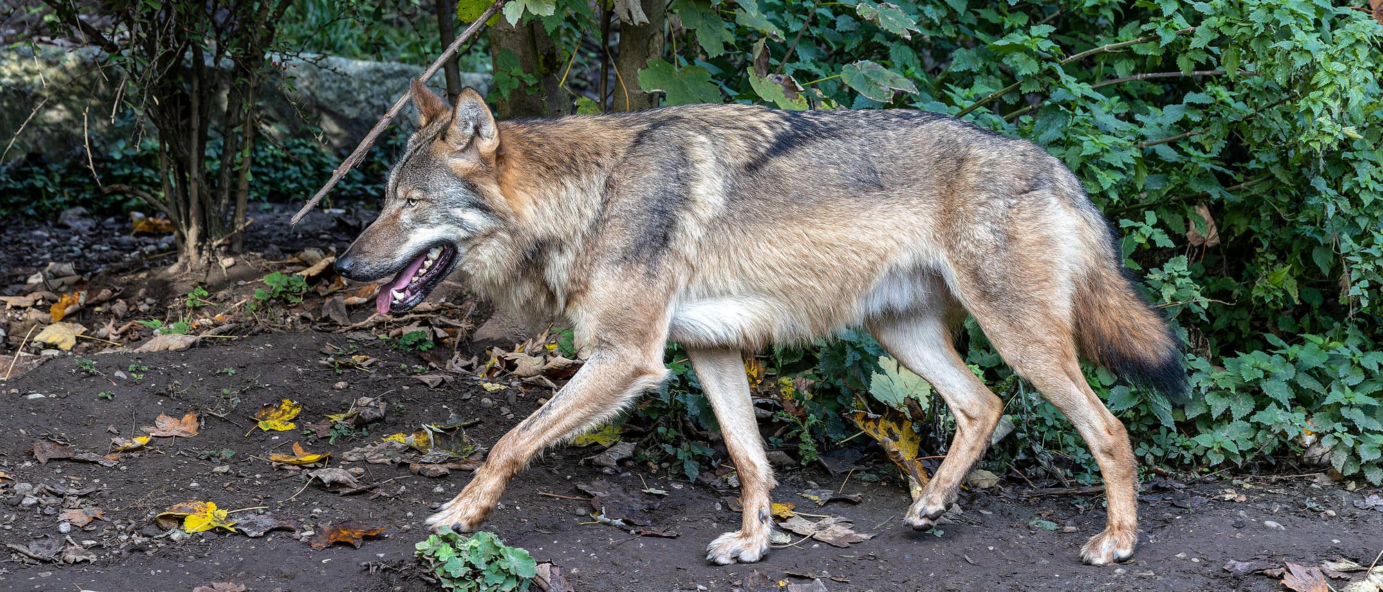 Ein Wolf geht durch einen bewaldeten Bereich. Der Boden ist mit Herbstbl&auml;ttern bedeckt, und im Hintergrund sind dichte gr&uuml;ne B&uuml;sche zu sehen. Der Wolf hat ein dichtes, graubraunes Fell und wirkt aufmerksam.